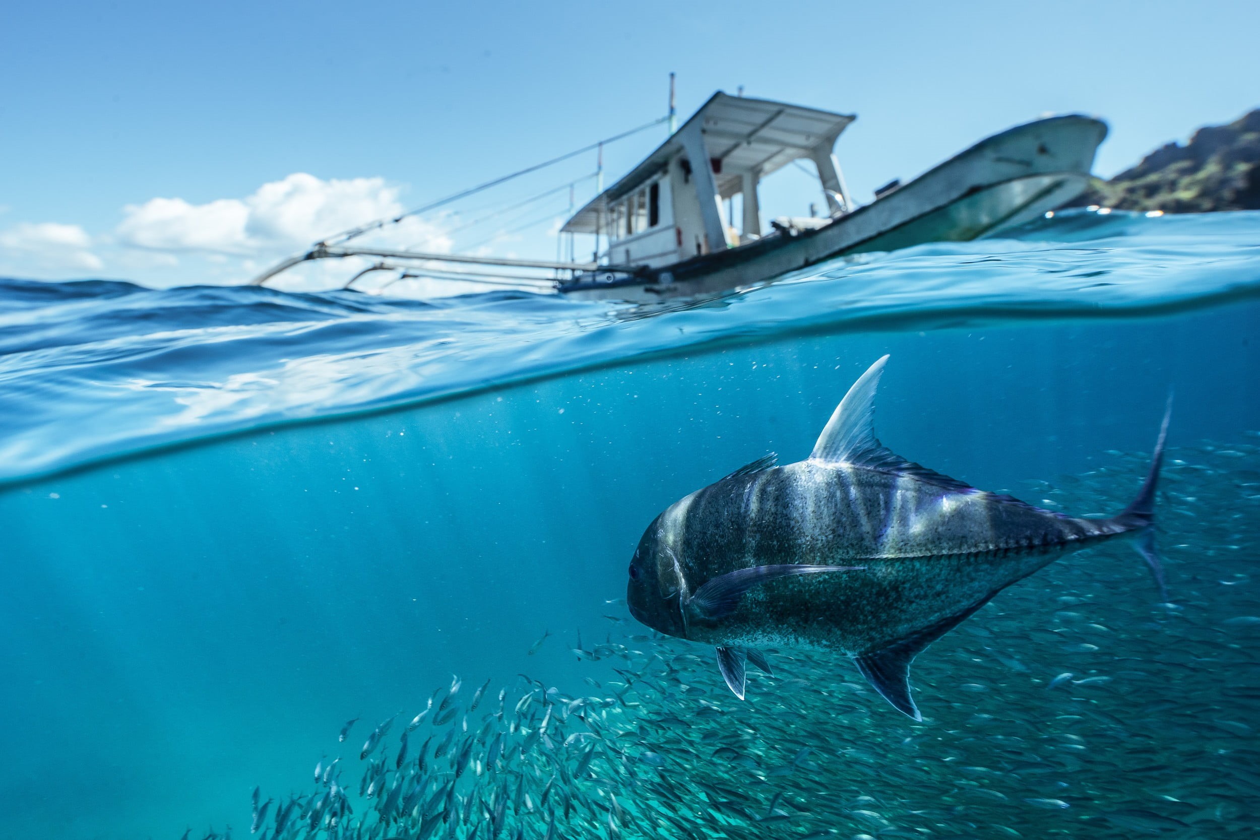 vertebrate, marine, 1080P, fish, school, sea, blue, one animal, nature, water, boat, aquatic mammal, undersea, swimming, animals in the wild, Paul Toma, HD Wallpaper