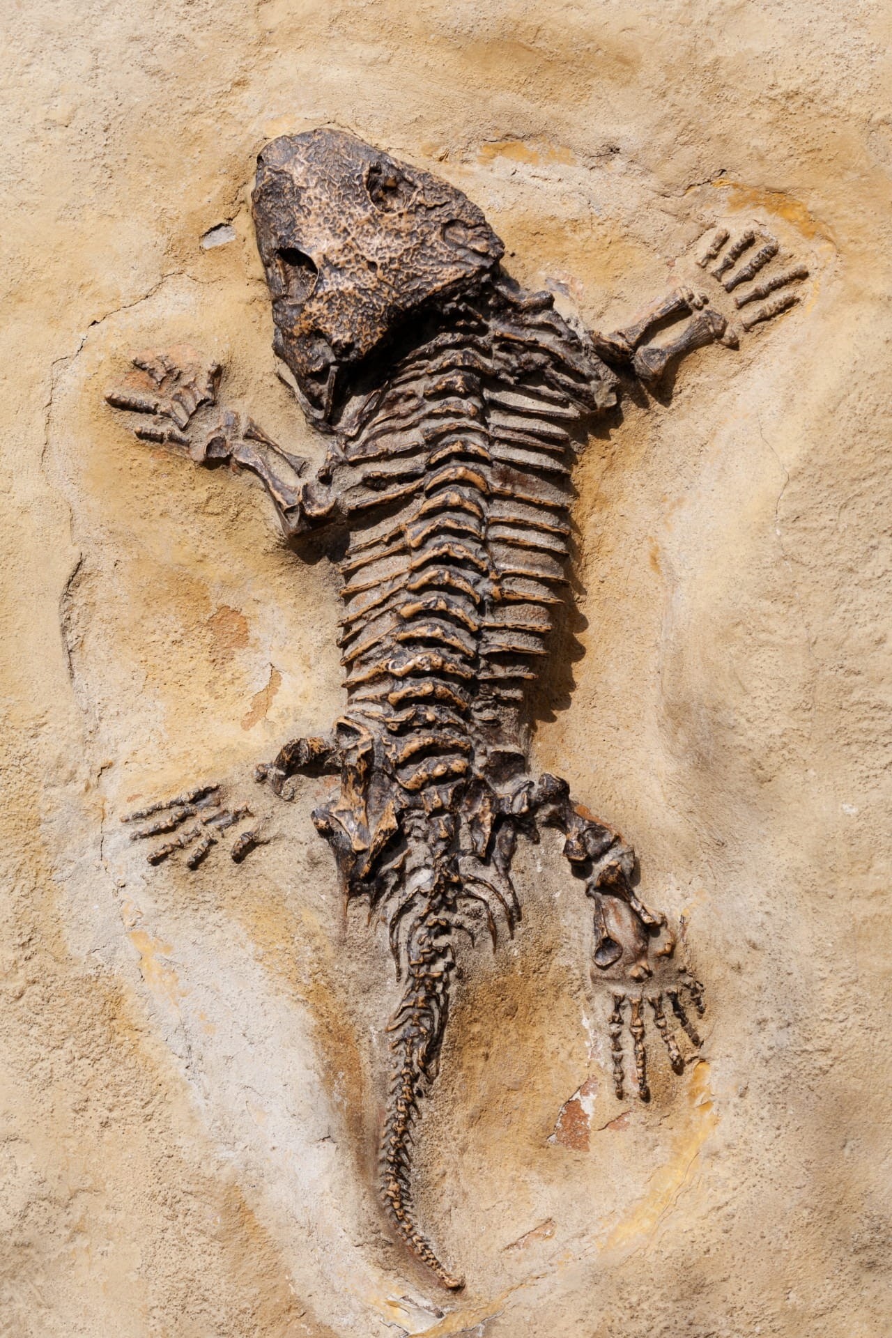 prehistoric, structure, the past, rock, no people, history, paleontology, science, animal, animal wildlife, lizard, geology, reptile, nature, dinosaur, Phone HD Wallpaper