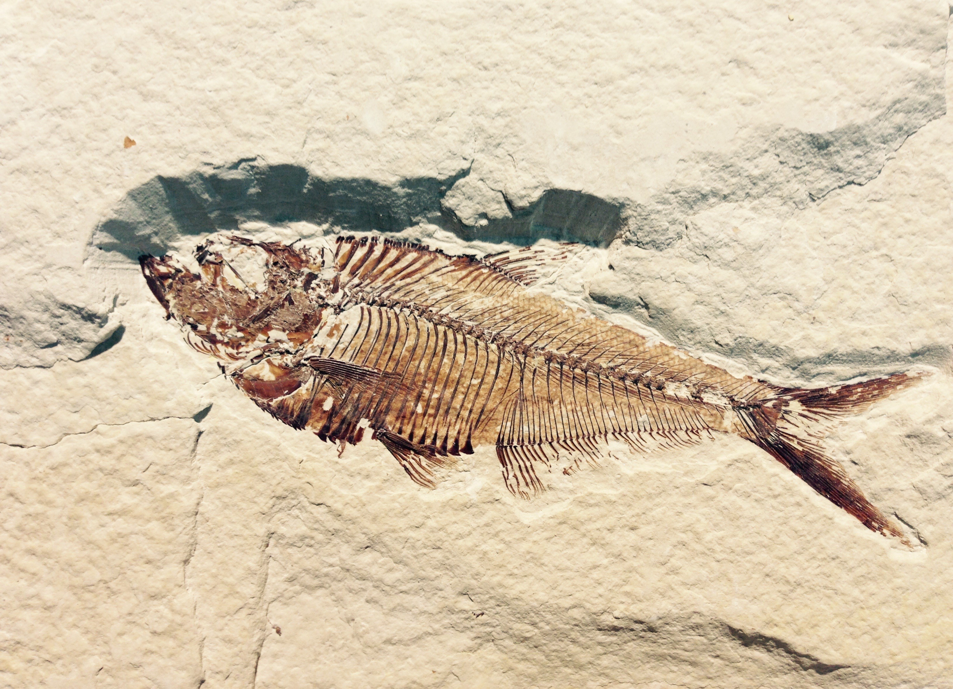 2K, animal, petrified, vertebrate, the past, ancient, nature, rock, solid, bone, animal themes, history, stone, no people, dead, one animal, jura, fish, HD Wallpaper