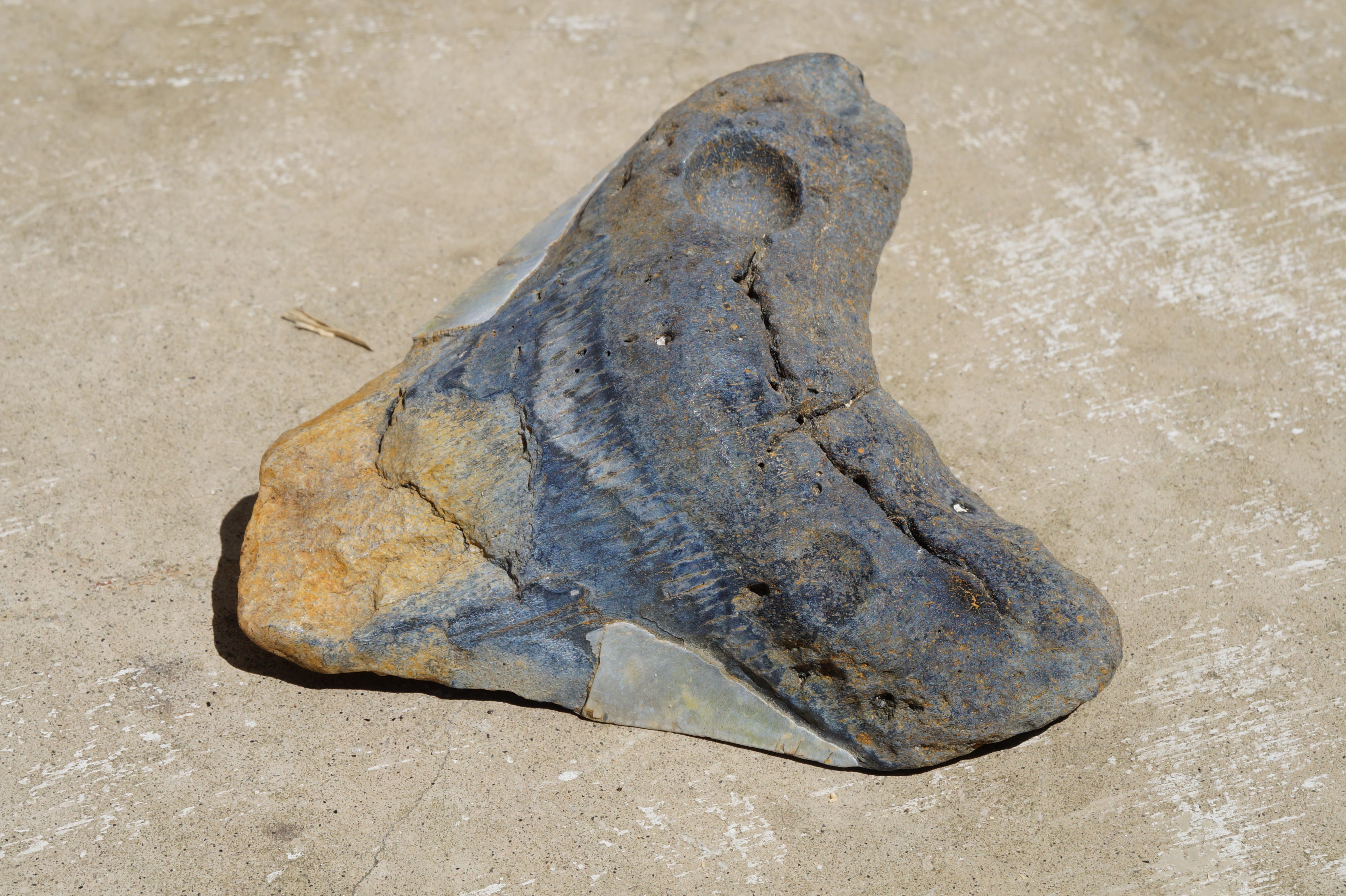 no people, animal body part, 5K, animal head, vertebrate, close-up, dirt, rock, animal themes, animal, high angle view, shark tooth, reptile, beach, fossil, HD Wallpaper