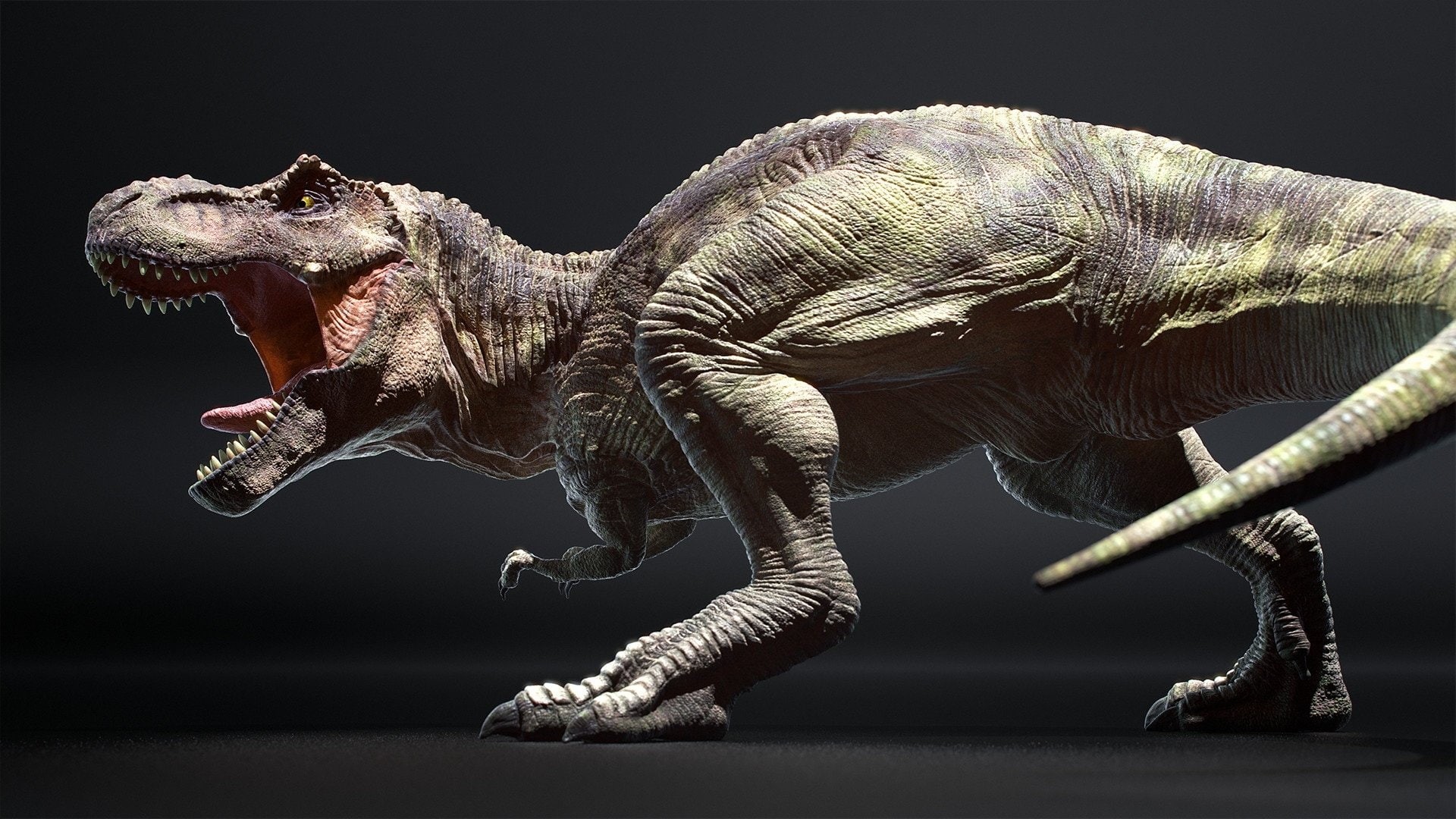 Tyrannosaurus Rex, 1080P, Animal, Dinosaur, HD Wallpaper