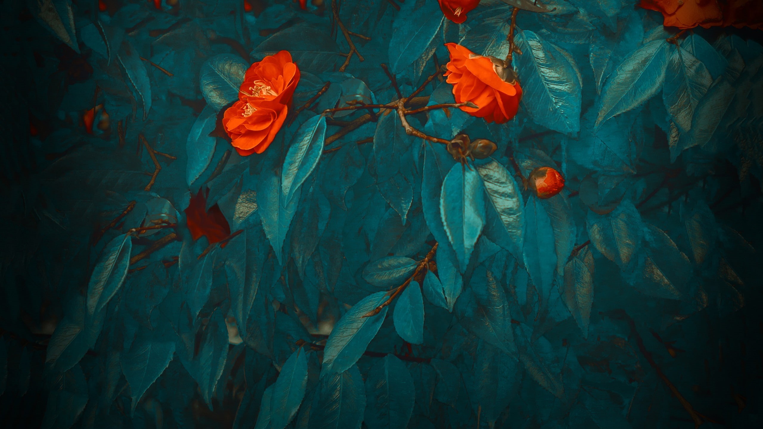 2K, flowers, Android 8.0, Huawei Mate 20, HD Wallpaper