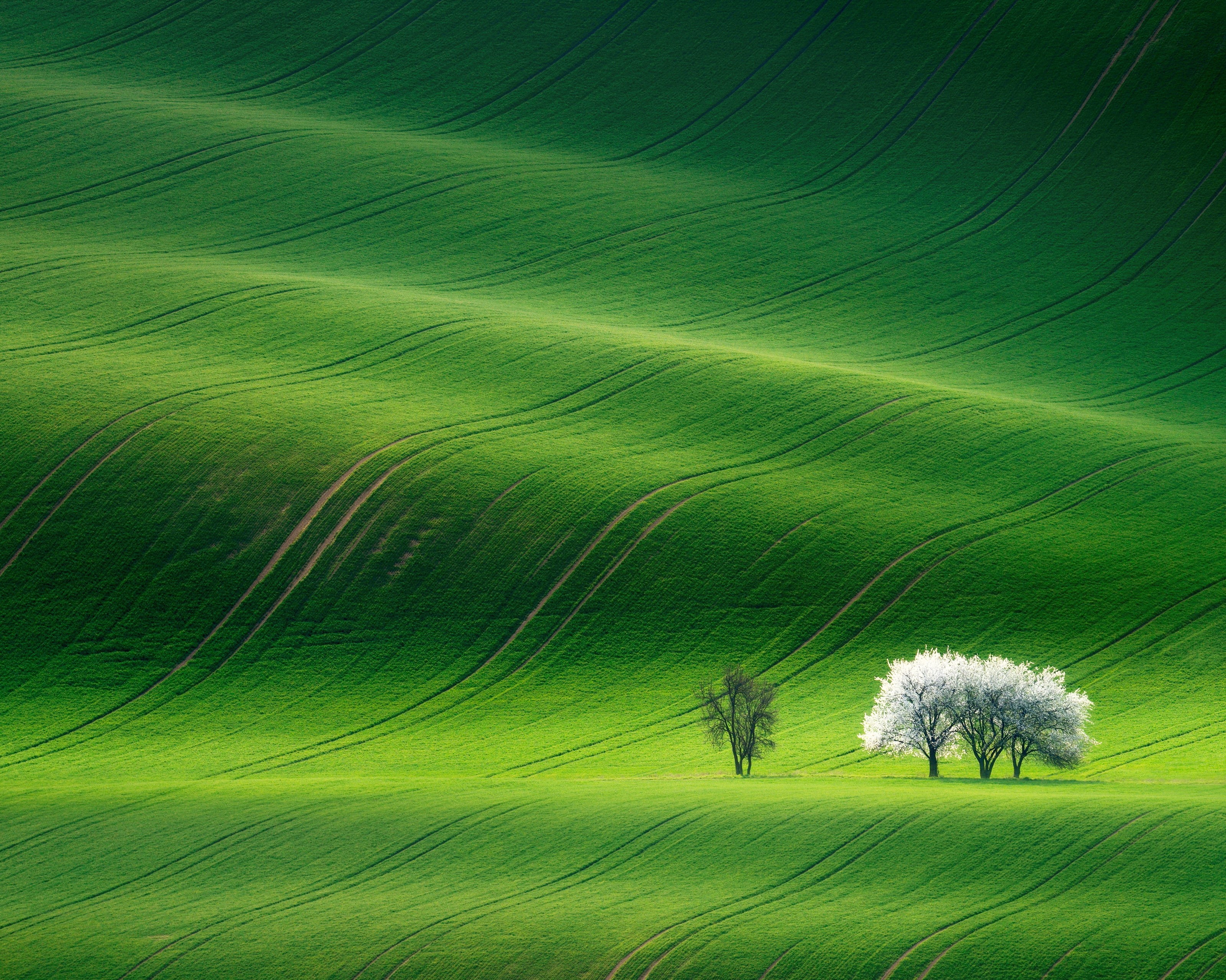 Landscape, Huawei MediaPad M5, Green, Grassland, 2K, Stock, HD Wallpaper