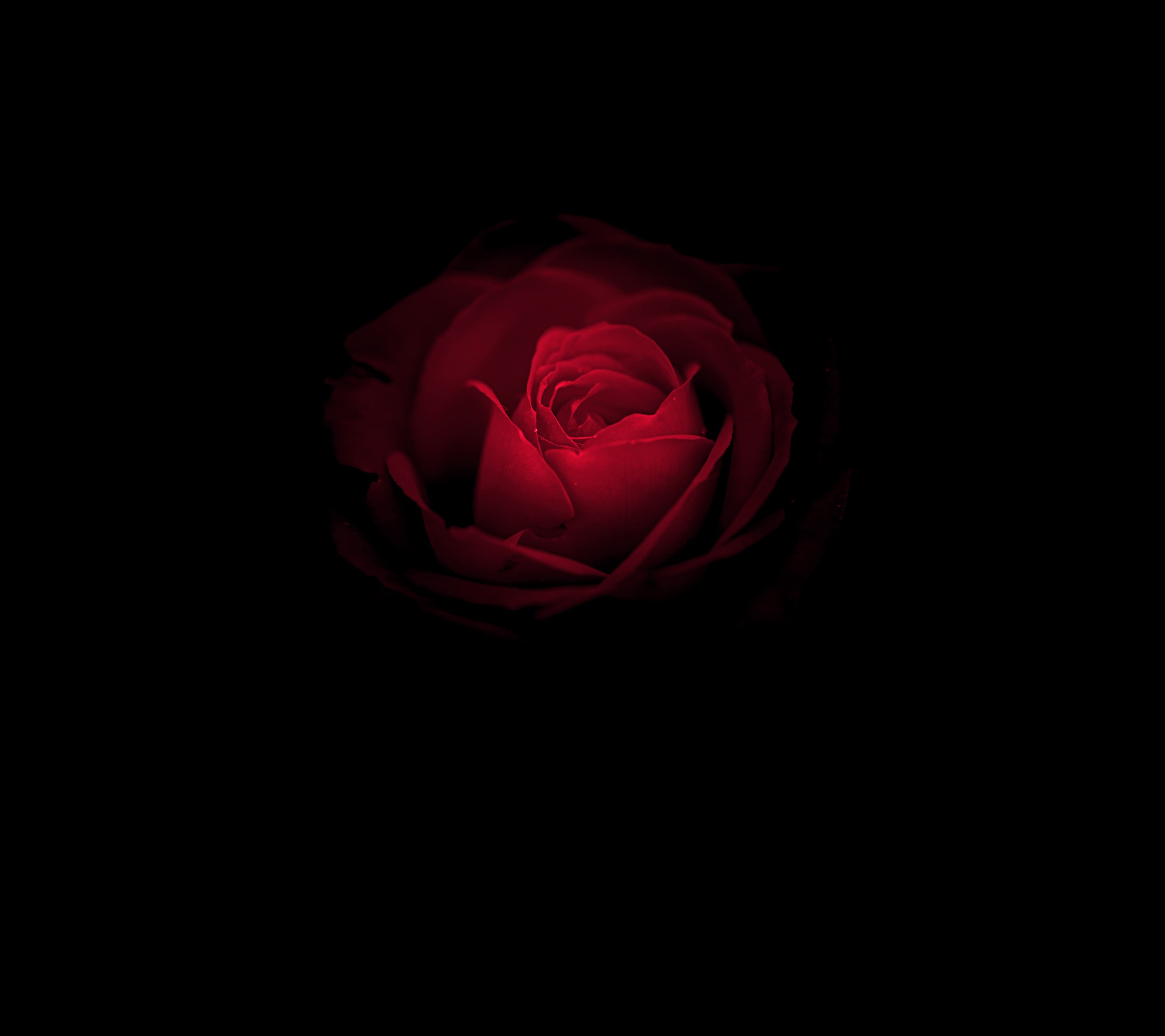 Rose flower, Huawei Mate RS, Red Rose, Stock, Porsche Design, Black, HD, 2K, HD Wallpaper