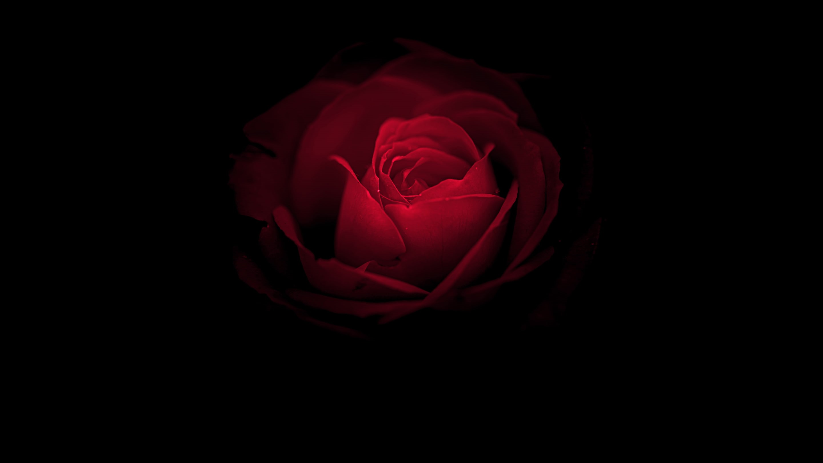 Rose, 2K, red, Porsche, Design, Mate, Huawei, rs, HD Wallpaper