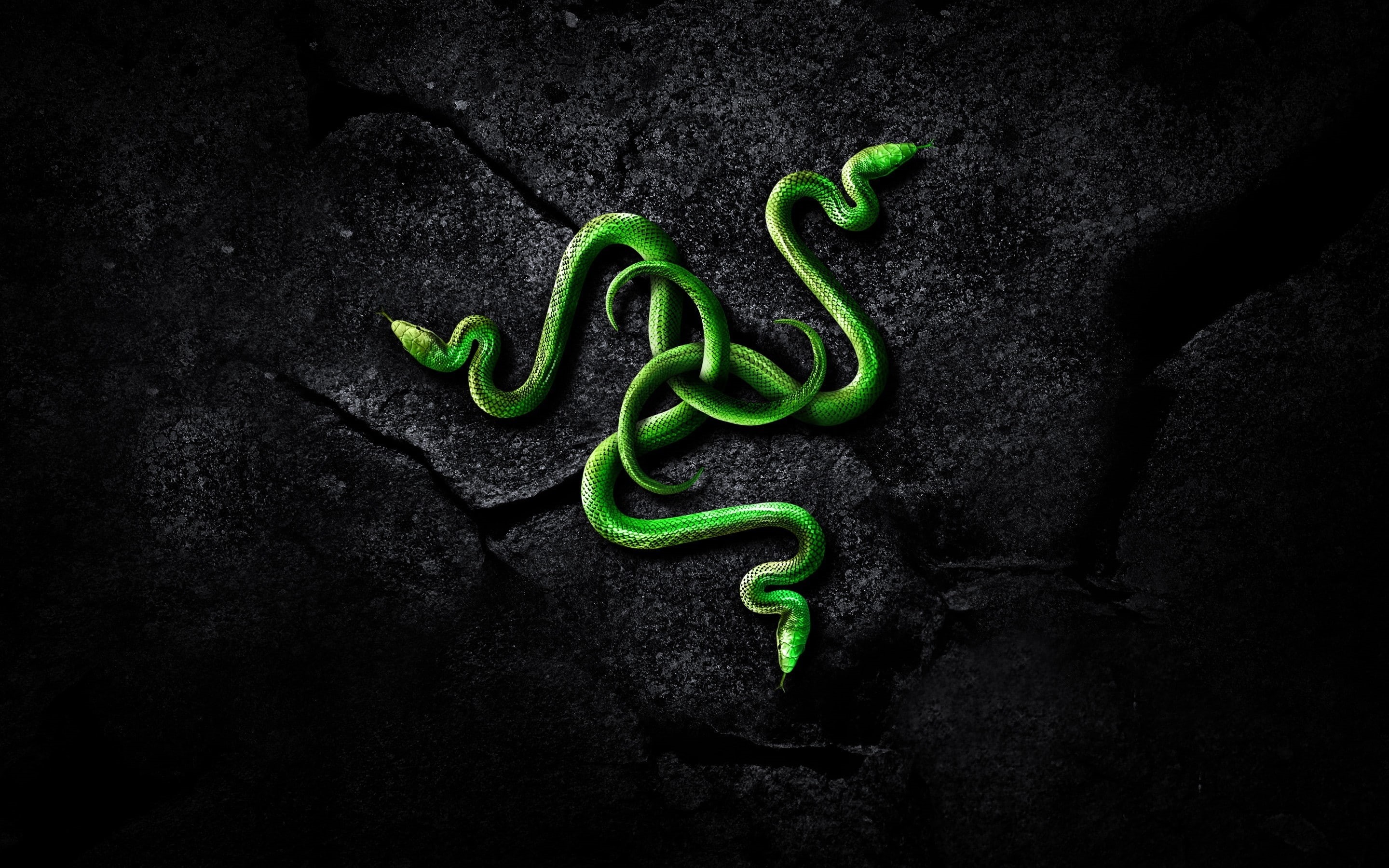 2K, technology, logo, brand, art, razer, snake, HD Wallpaper