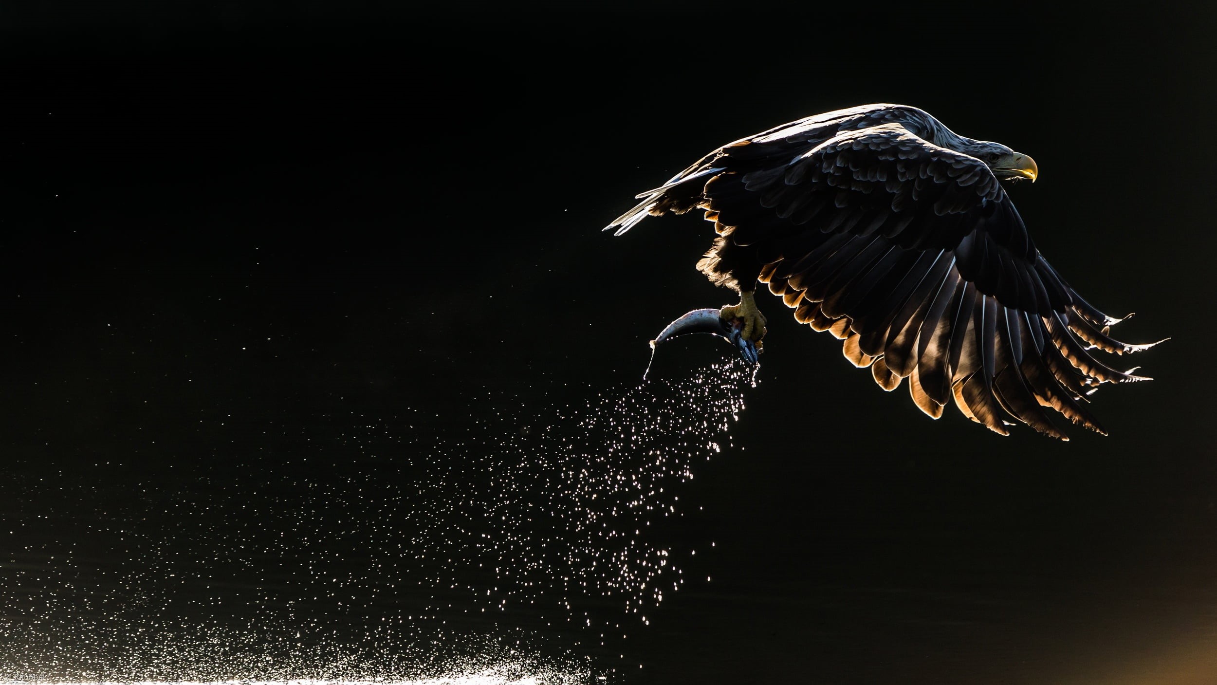 the dark background, bird, Orlan, squirt, 1080P, eagle, fish, catch, HD Wallpaper