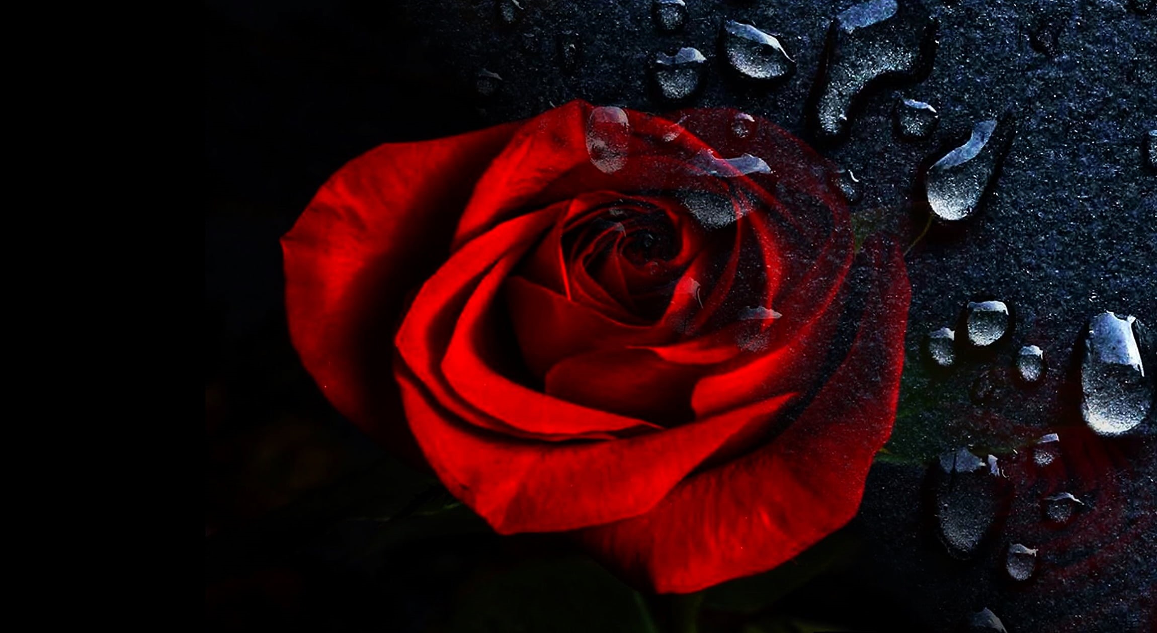 rose - Flower, 1080P, photo, rose, close, red, HD Wallpaper