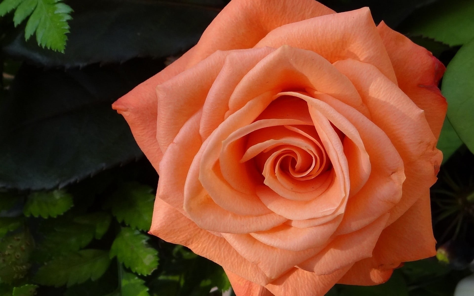 1080P, coral colored, petals, day, springtime, flower head, rose - flower, no people, orange flowers, inflorescence, outdoors, fragility, freshness, flowers, HD Wallpaper