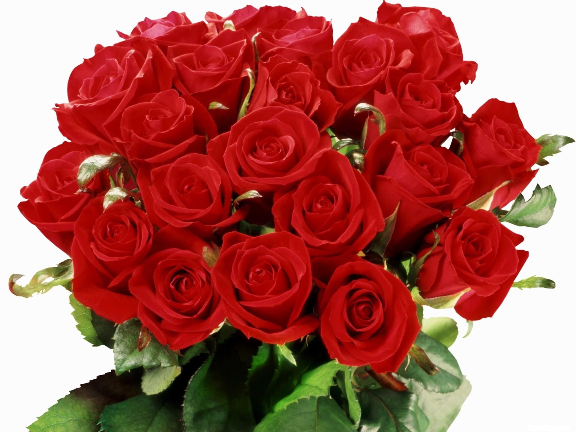 red, no people, elegant, petal, inflorescence, rose - Flower, backgrounds, beauty In Nature, celebration, white Background, fragility, rose, flower arrangement, HD Wallpaper