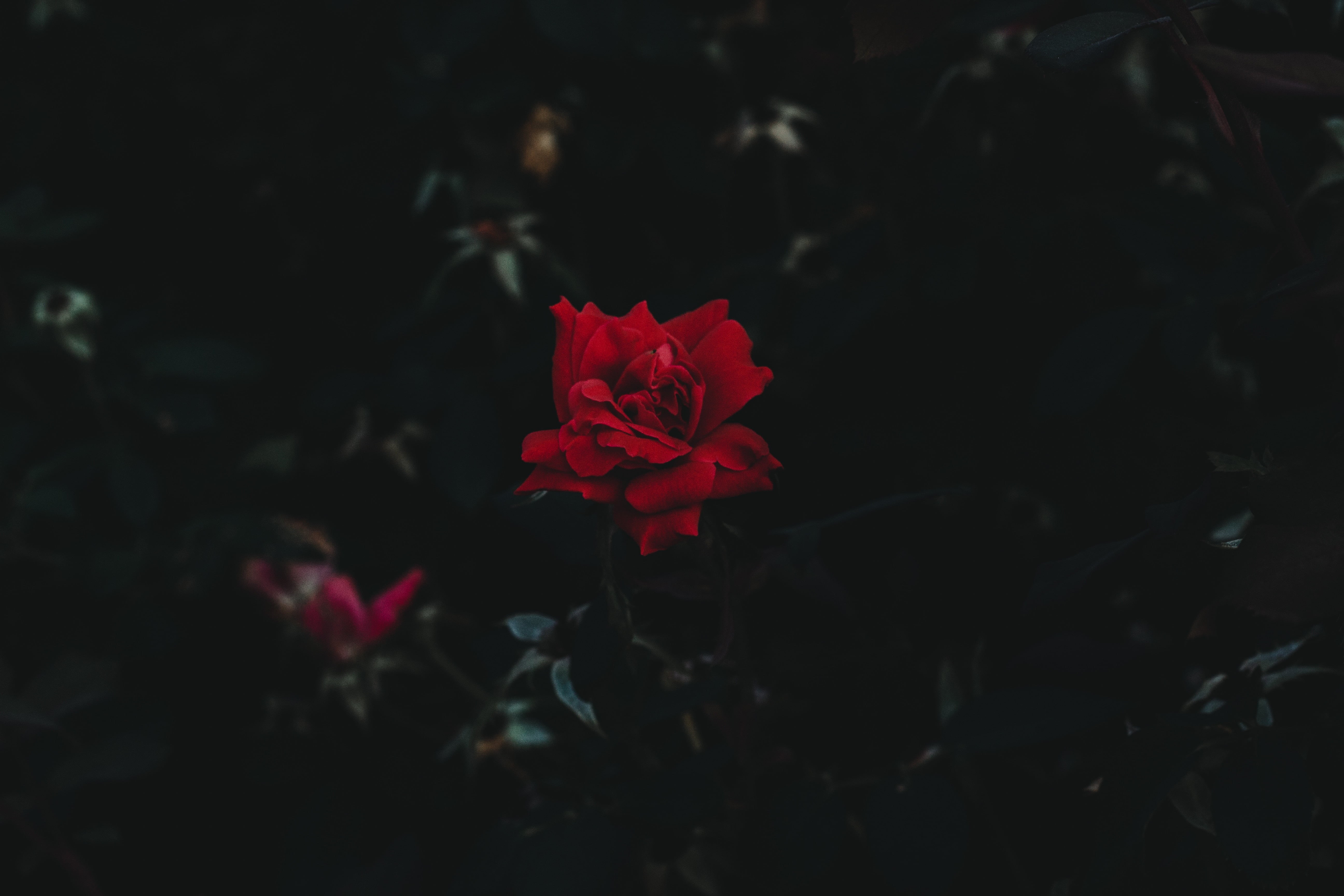 close-up, landscape, flowering plant, plant, red, petal, outdoors, rose - flower, inflorescence, no people, growth, fragility, rose, red flowers, flower head, HD Wallpaper