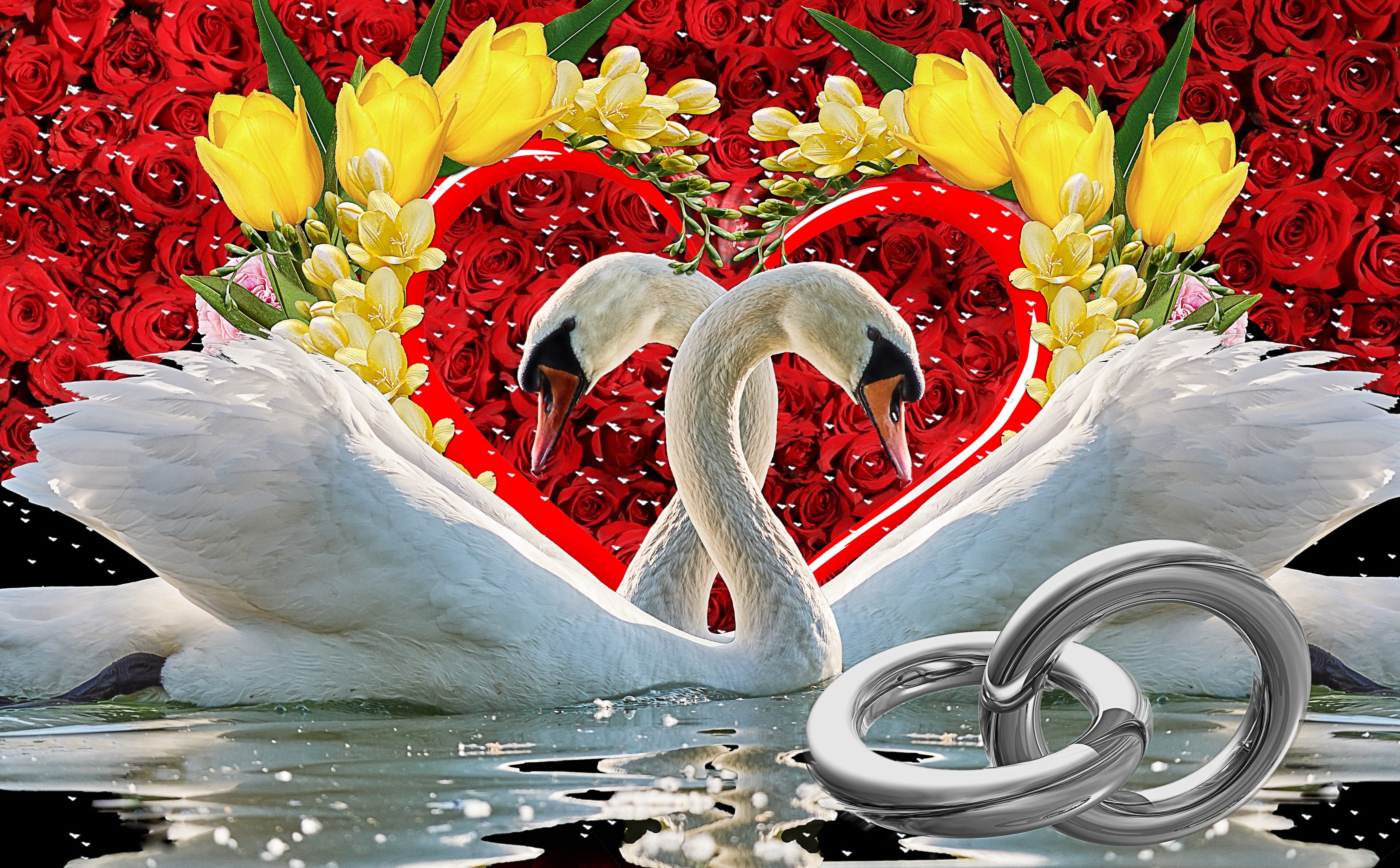 5K, photo, water, white, heart, in love, floral pattern, obligation, animal themes, rings, beauty in nature, indoors, art and craft, bouquet, no people, HD Wallpaper