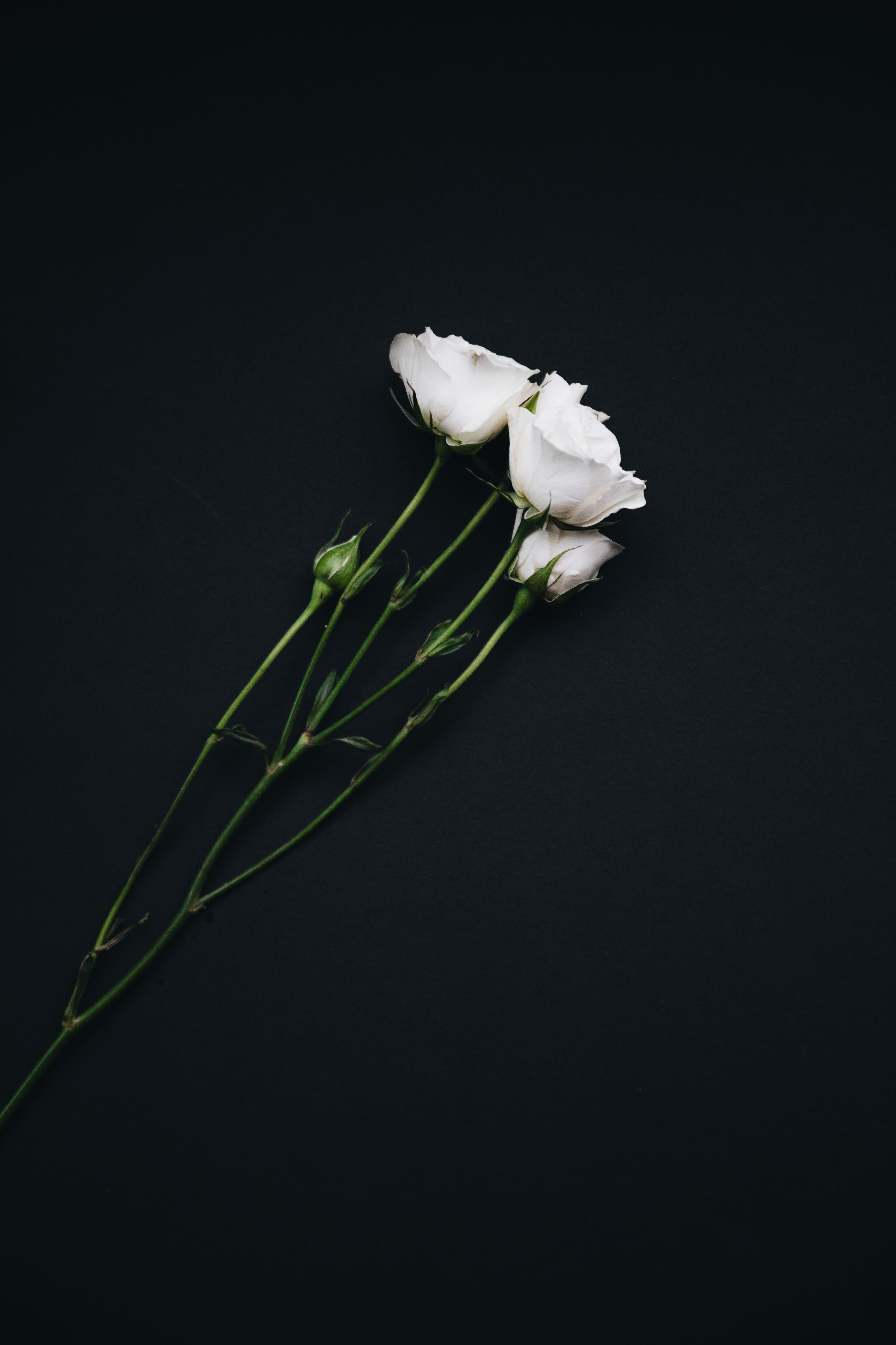 black background, no people, plant, flower arrangement, flower head, fragility, flowering plant, roses, three, copy space, inflorescence, freshness, white rose, Phone HD Wallpaper