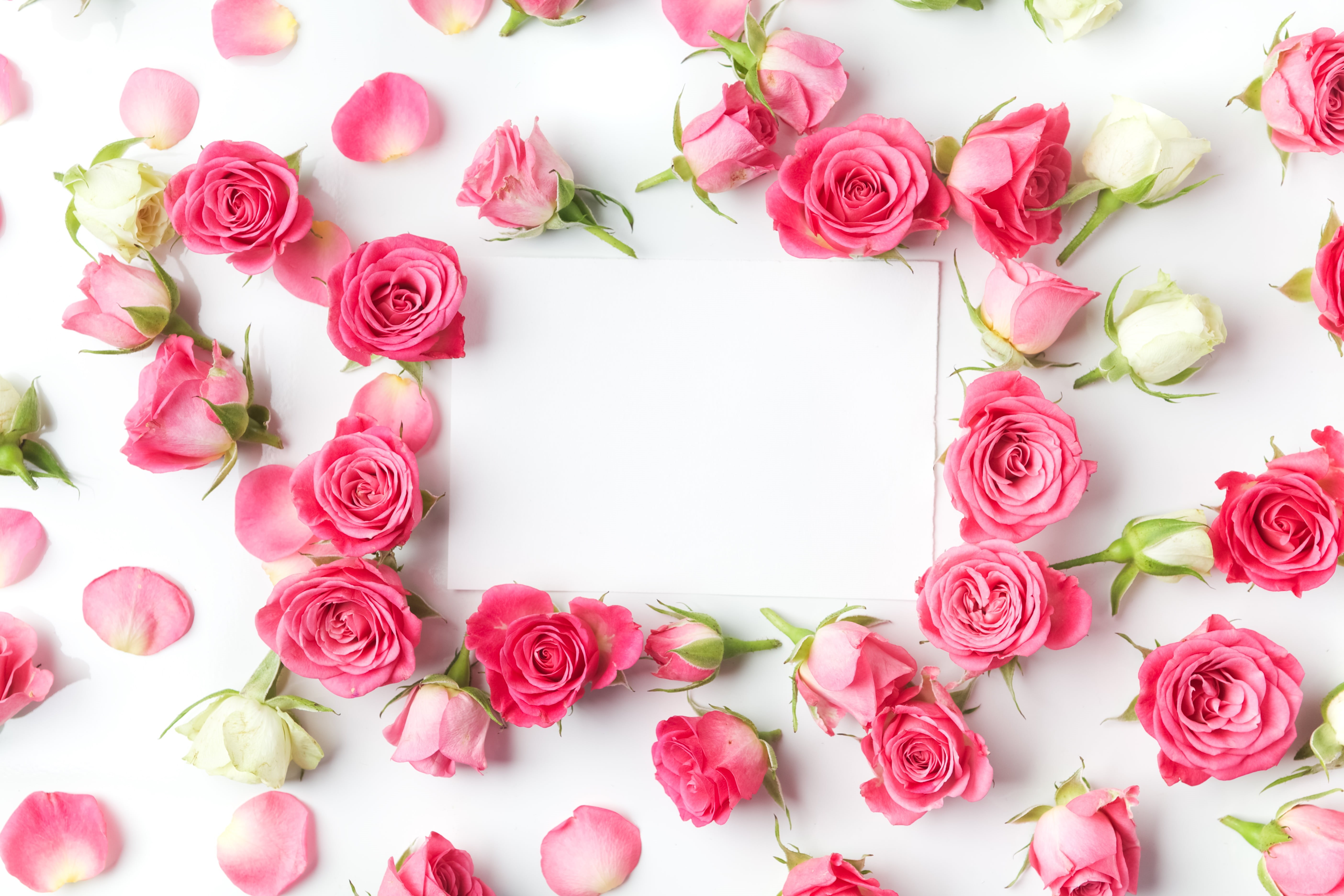 5K, high angle view, buds, petal, celebration, flower, plant, pink color, rose - flower, freshness, flowering plant, flowers, floral pattern, fragility, HD Wallpaper