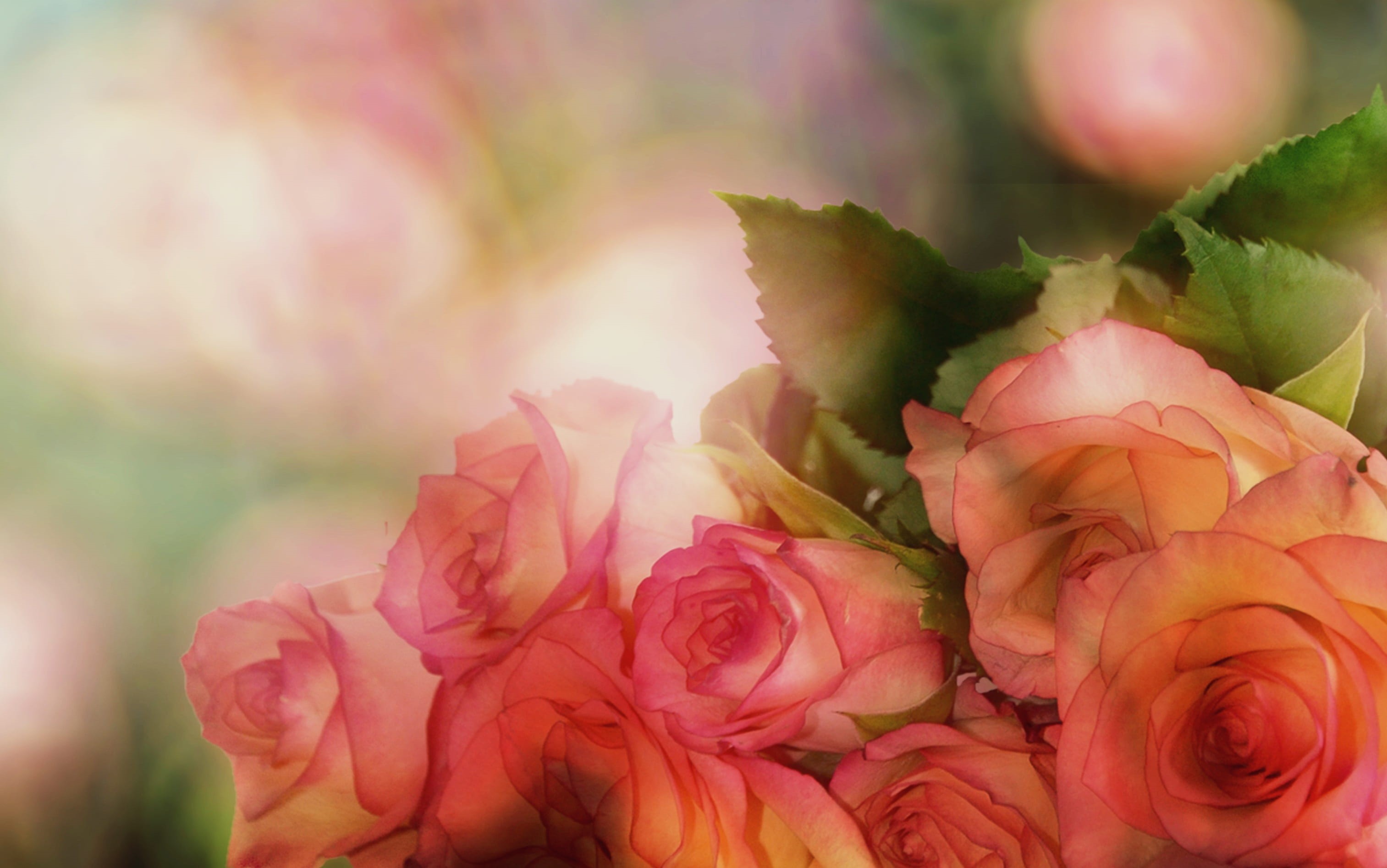 colorful, outdoors, softness, bunch of flowers, bouquet of roses, love, pink color, photo, greeting card, close-up, springtime, background, romantic, lichtspiel, HD Wallpaper