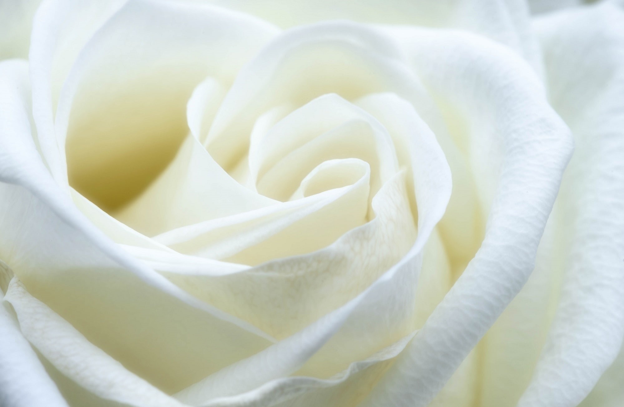 Flower, Symbol, flowering plant, rose - flower, Beauty, Petals, petal, Aero, close-up, 1080P, full frame, white color, Close, backgrounds, beauty in nature, HD Wallpaper
