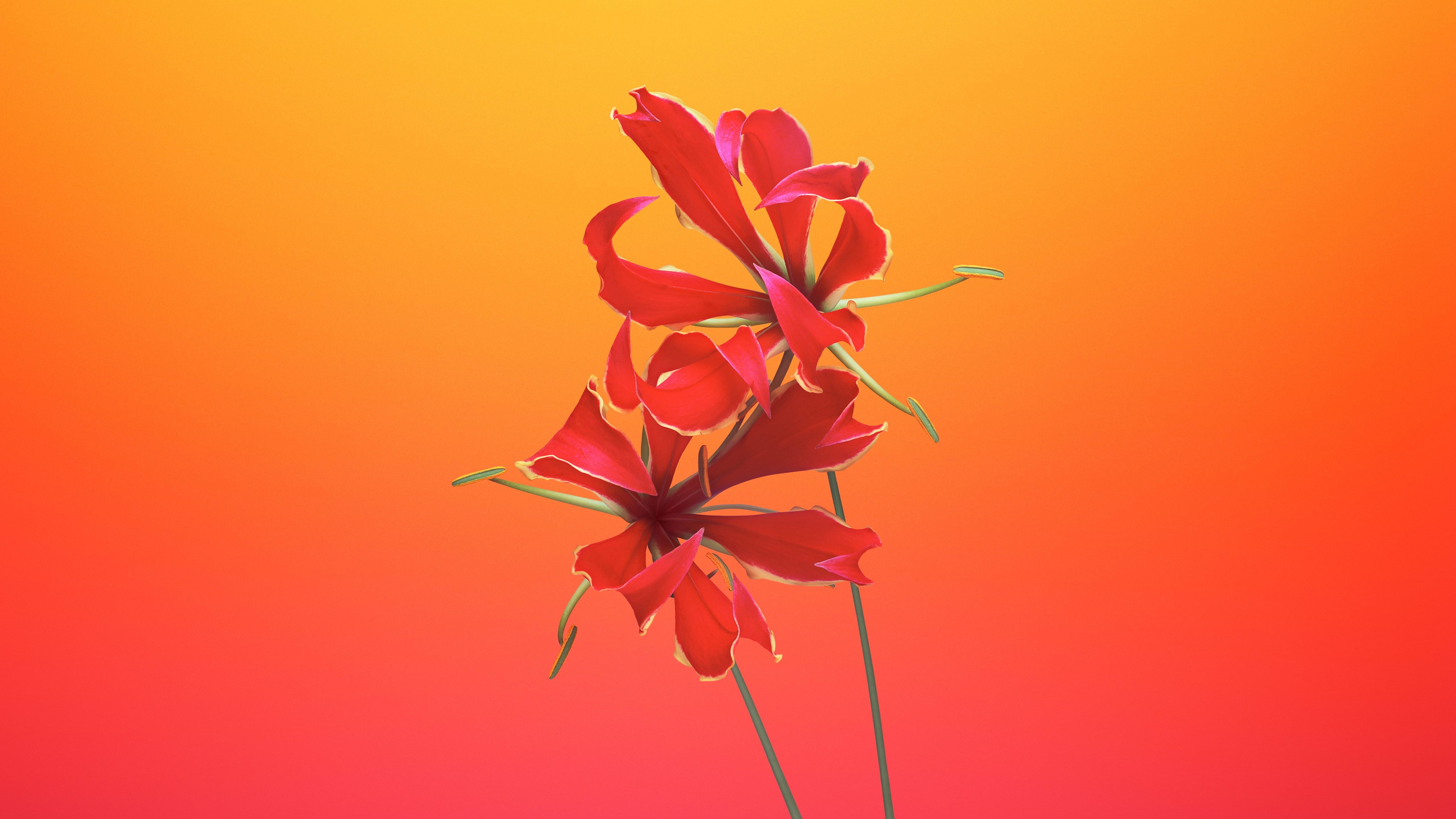 iPhone X, iOS 11, HD, 5K, iPhone 8, flowers, close, Gloriosa, photography, Stock, red, petaled, HD Wallpaper