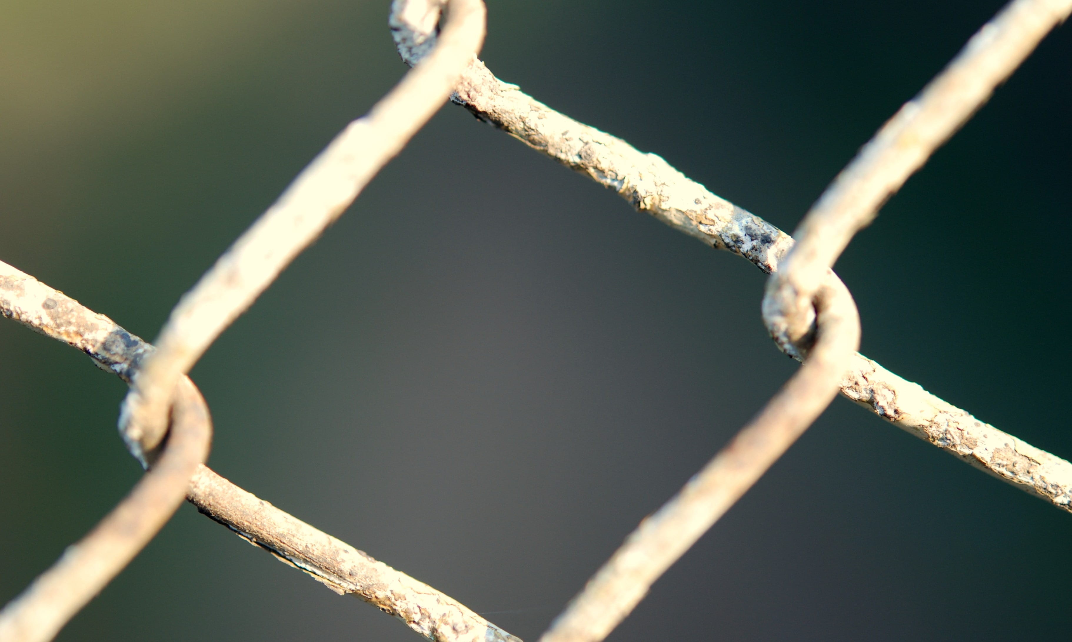 grid, trap, branch, 2K, protect, keep, tree, detain, connection, focus, rusty, system, boundary, iron, contain, sport, chainlink fence, enclosure, industrial, HD Wallpaper