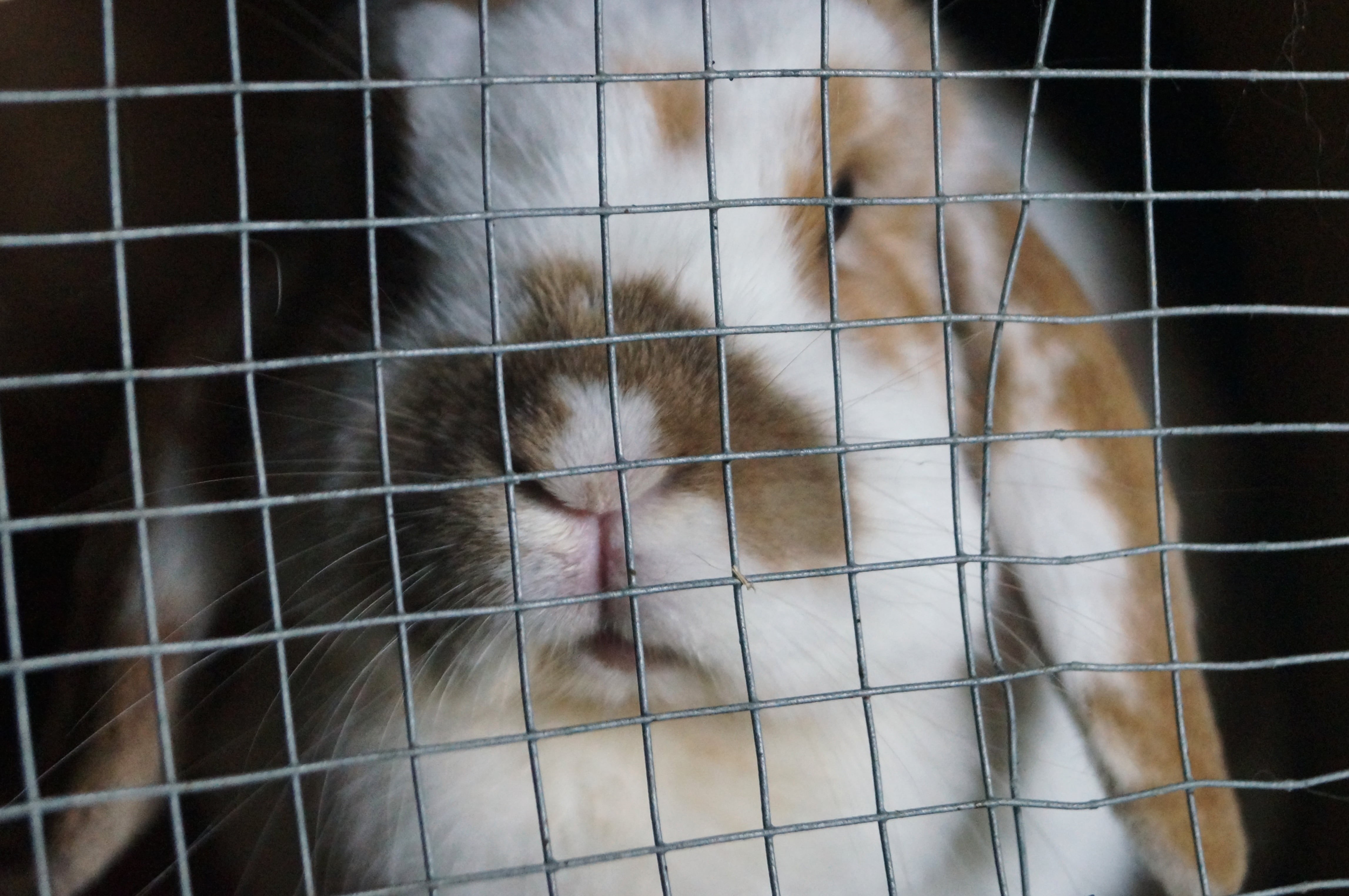 animal head, one animal, animals in captivity, nibble, rabbit hutch, cat, vertebrate, fence, close-up, 4K, animal body part, no people, pet, trapped, mümmelfrau, HD Wallpaper