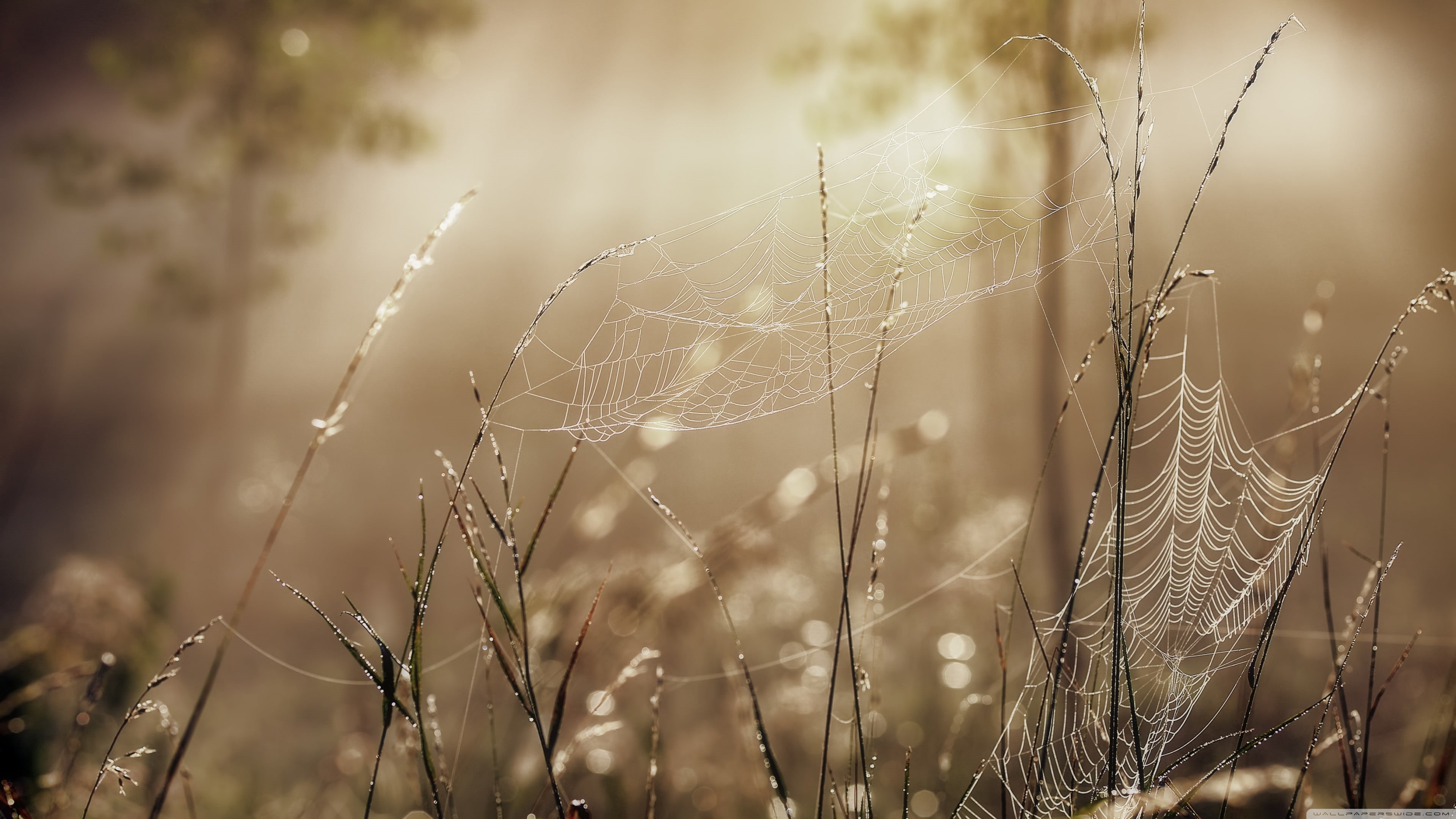 tranquility, outdoors, plant, dew, growth, fragility, water, selective focus, rain, intricacy, wet, nature, no people, day, close-up, spider web, 4K, beauty in nature, HD Wallpaper