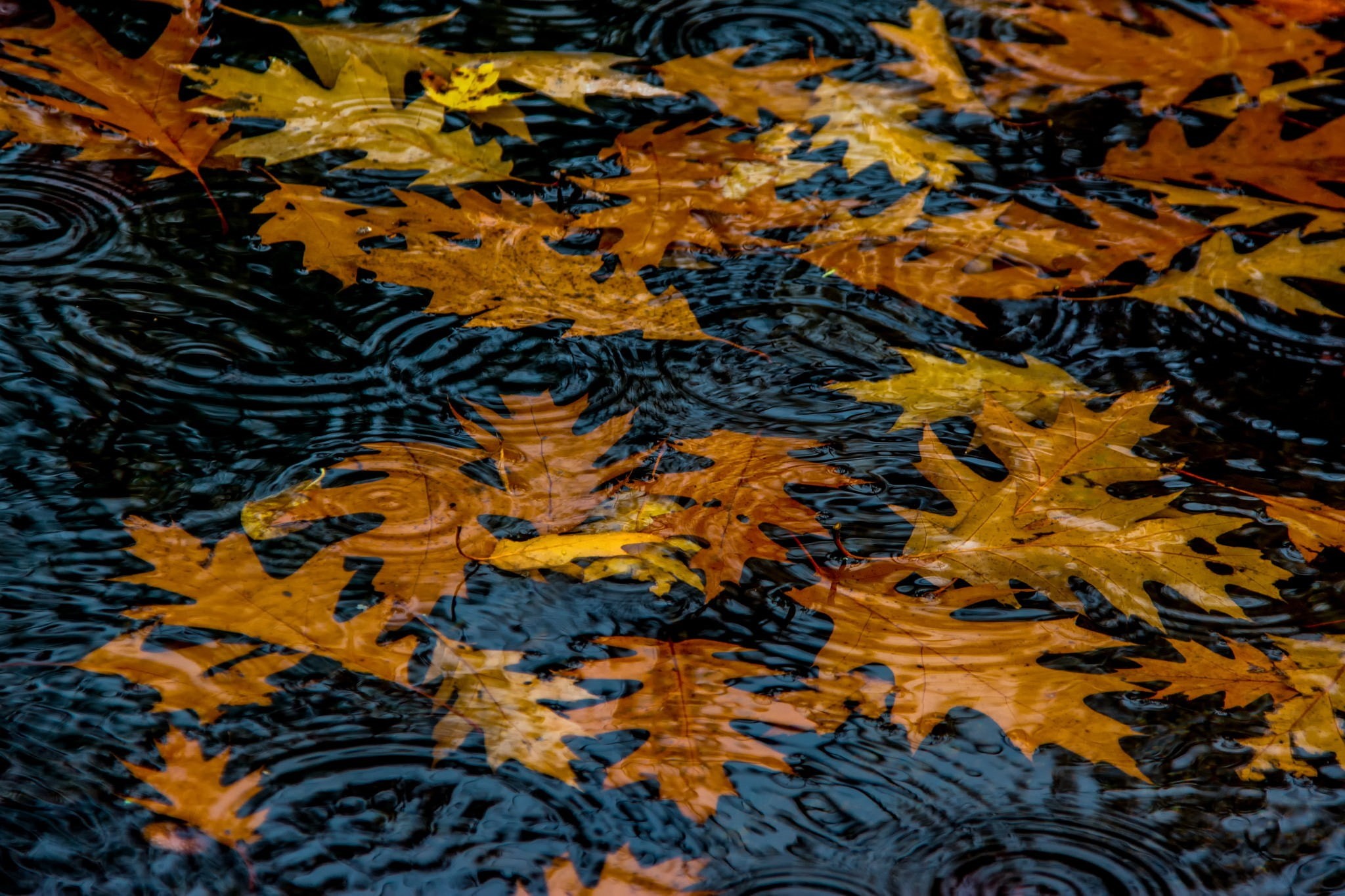 leaf, animal, water, no people, science, 1080P, plant part, floral pattern, beauty in nature, full frame, nature, pattern, marine, indoors, close-up, backgrounds, HD Wallpaper