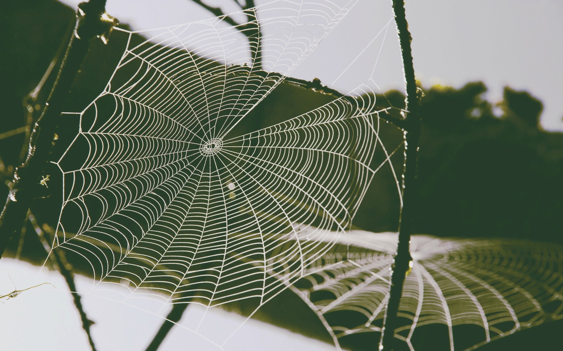 horror, growth, spiderwebs, natural pattern, vulnerability, spider web, pattern, day, no people, close-up, nature, complexity, focus on foreground, spider, HD Wallpaper