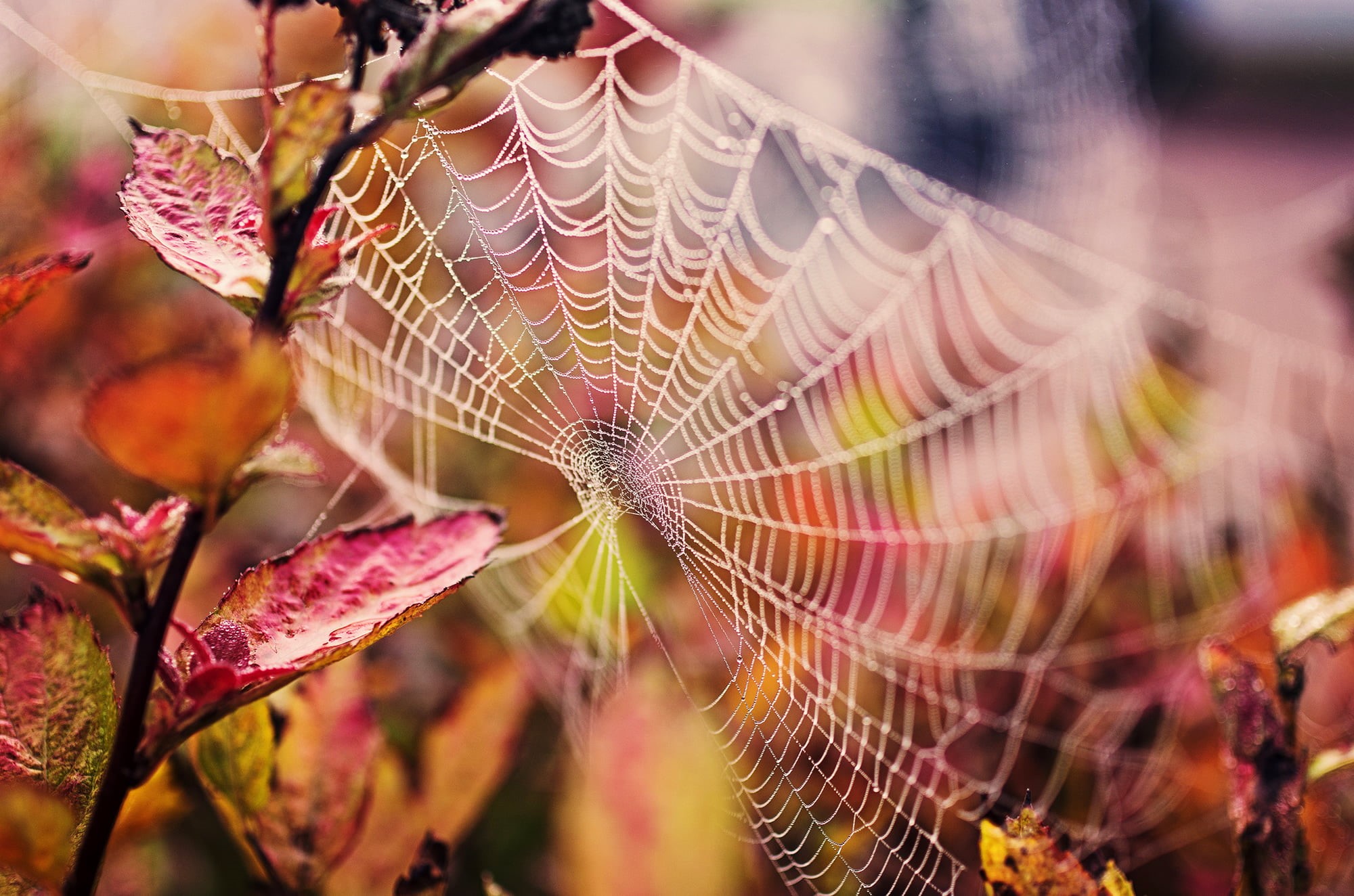 autumn, outdoors, freshness, selective focus, backgrounds, fragility, green Color, spider, beauty In Nature, environment, complexity, morning, web, drop, HD Wallpaper