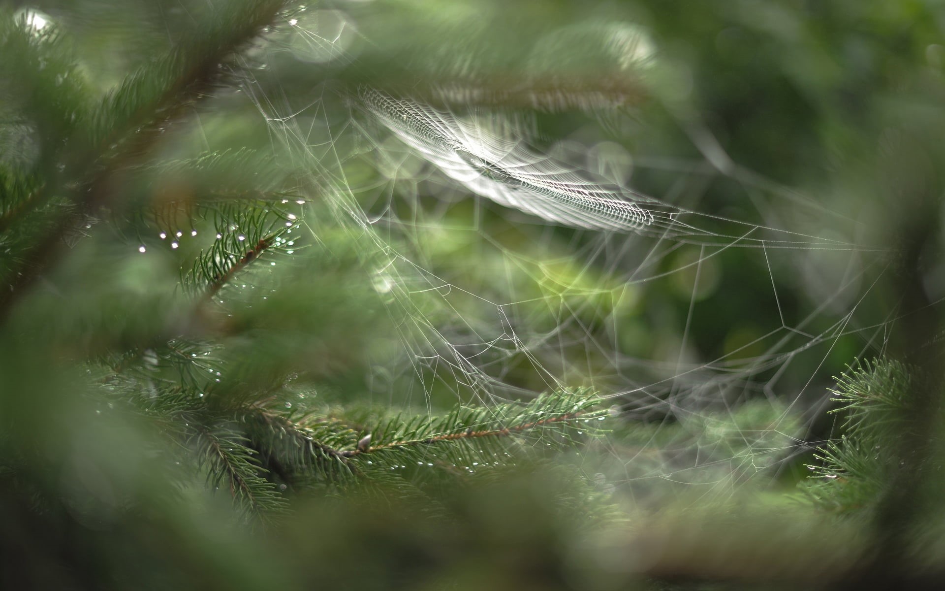 day, outdoors, morning, grass, focus, drop, springtime, season, web, plant, selective focus, beauty In Nature, full frame, vulnerability, growth, fragility, HD Wallpaper