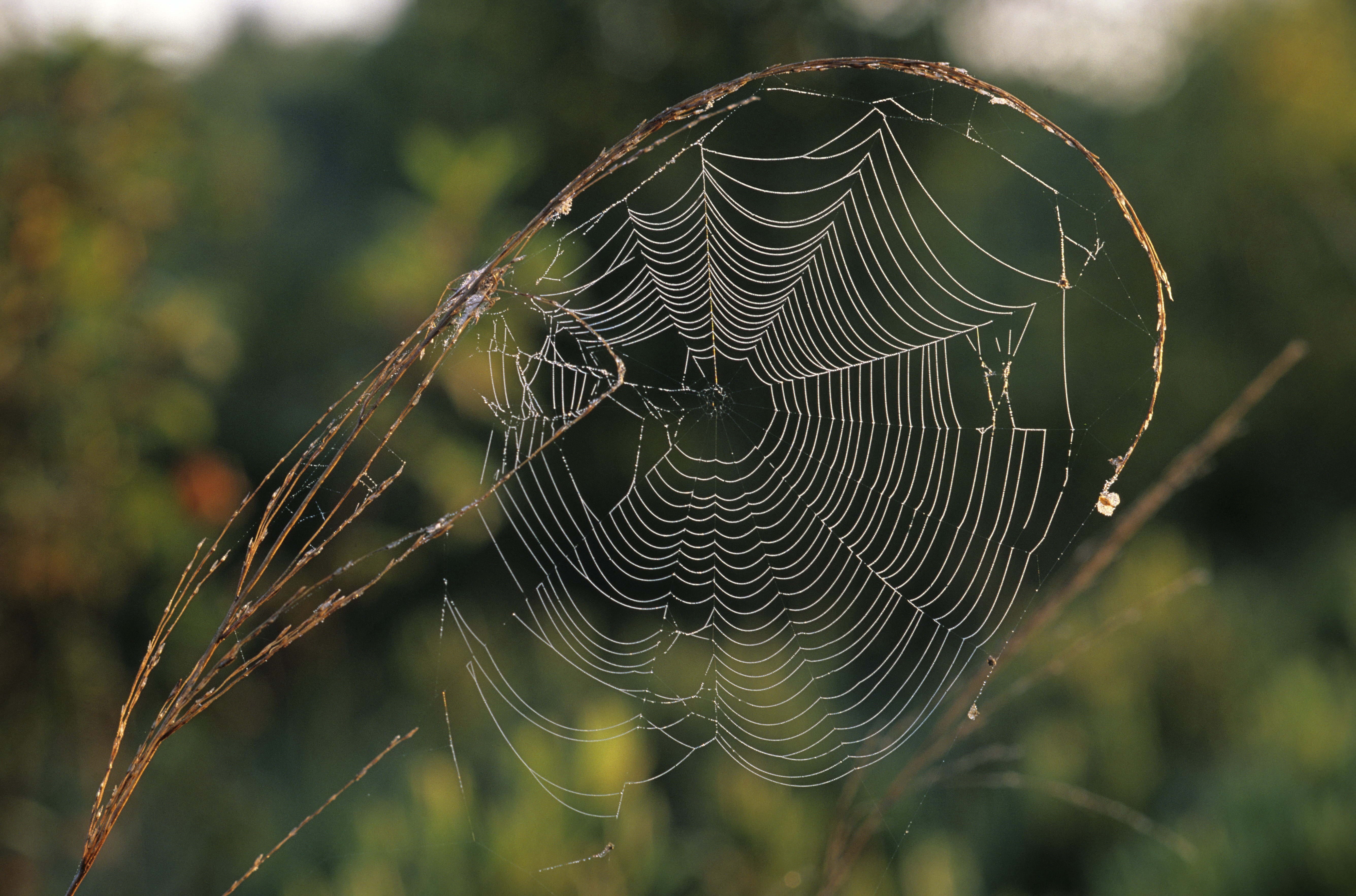 trapped, animal, focus on foreground, autumn, water, 5K, wet, freshness, spider Web, close-up, complexity, forest, day, summer, arachnid, drop, insect, HD Wallpaper