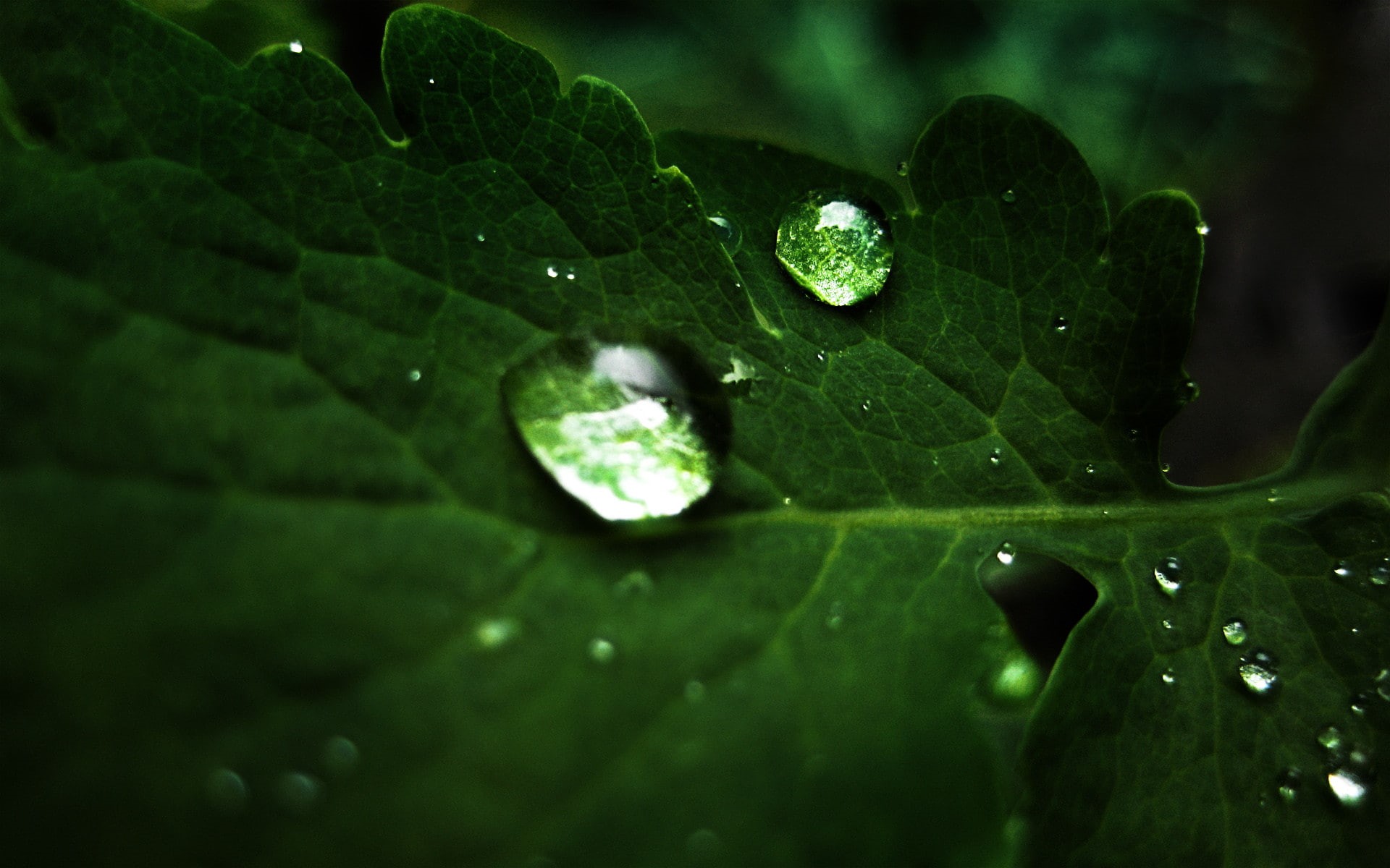 ultra hd, nature, desktop, 1920x1200, images, 1080P, 4K, green, HD Wallpaper