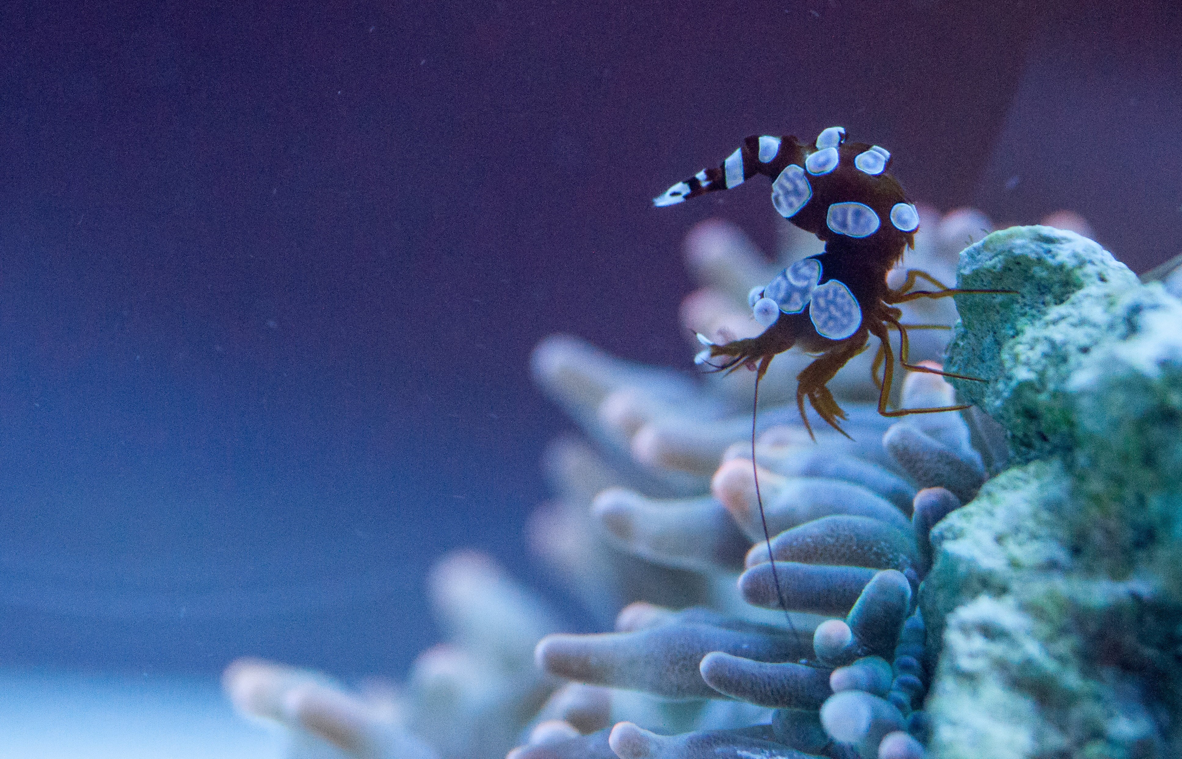 4K, Thor amboinensis, nature, sea Life, white coral, Sexy, reef, creature, underwater, sea, white, wildlife, brown, sea creature, blue sea, Shrimp, bubble tip anemone, HD Wallpaper