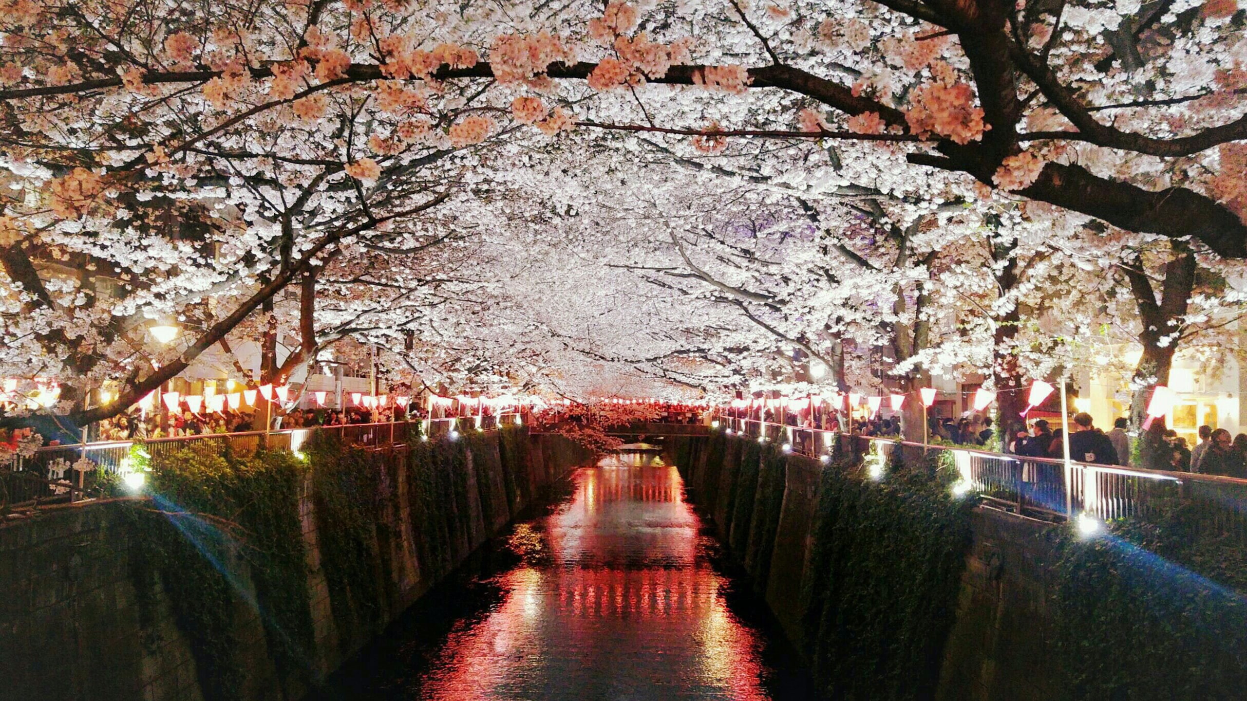 plant, actually, canal, flower, tree, growth, architecture, nakameguro, years, no people, water, blossom, nature, ve, cherry tree, park - man made space, HD Wallpaper