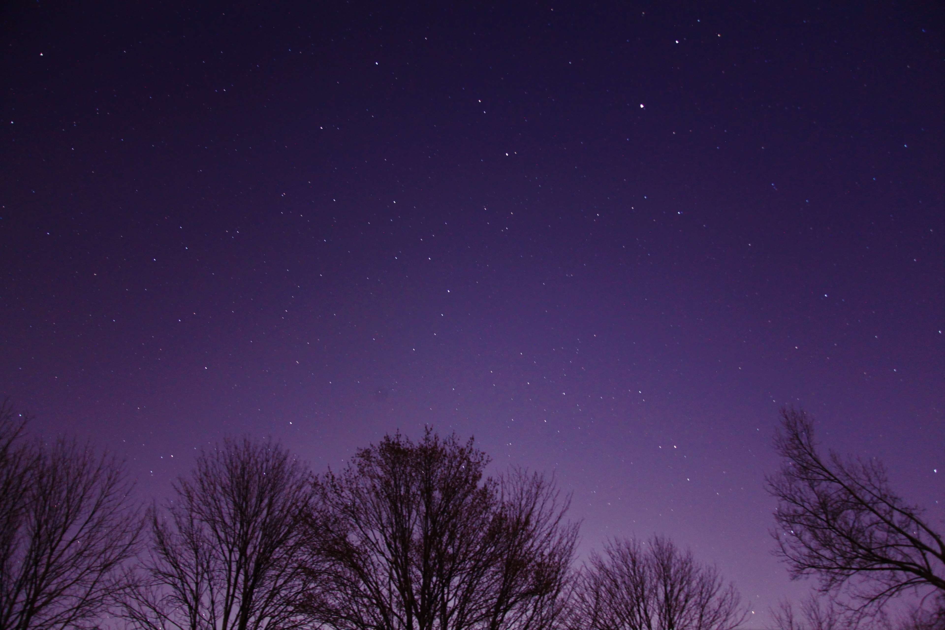 star, 4K, star field, beauty in nature, tree, scenics - nature, nature, idyllic, stars, late, no people, tranquility, plant, astronomy, low angle view, HD Wallpaper