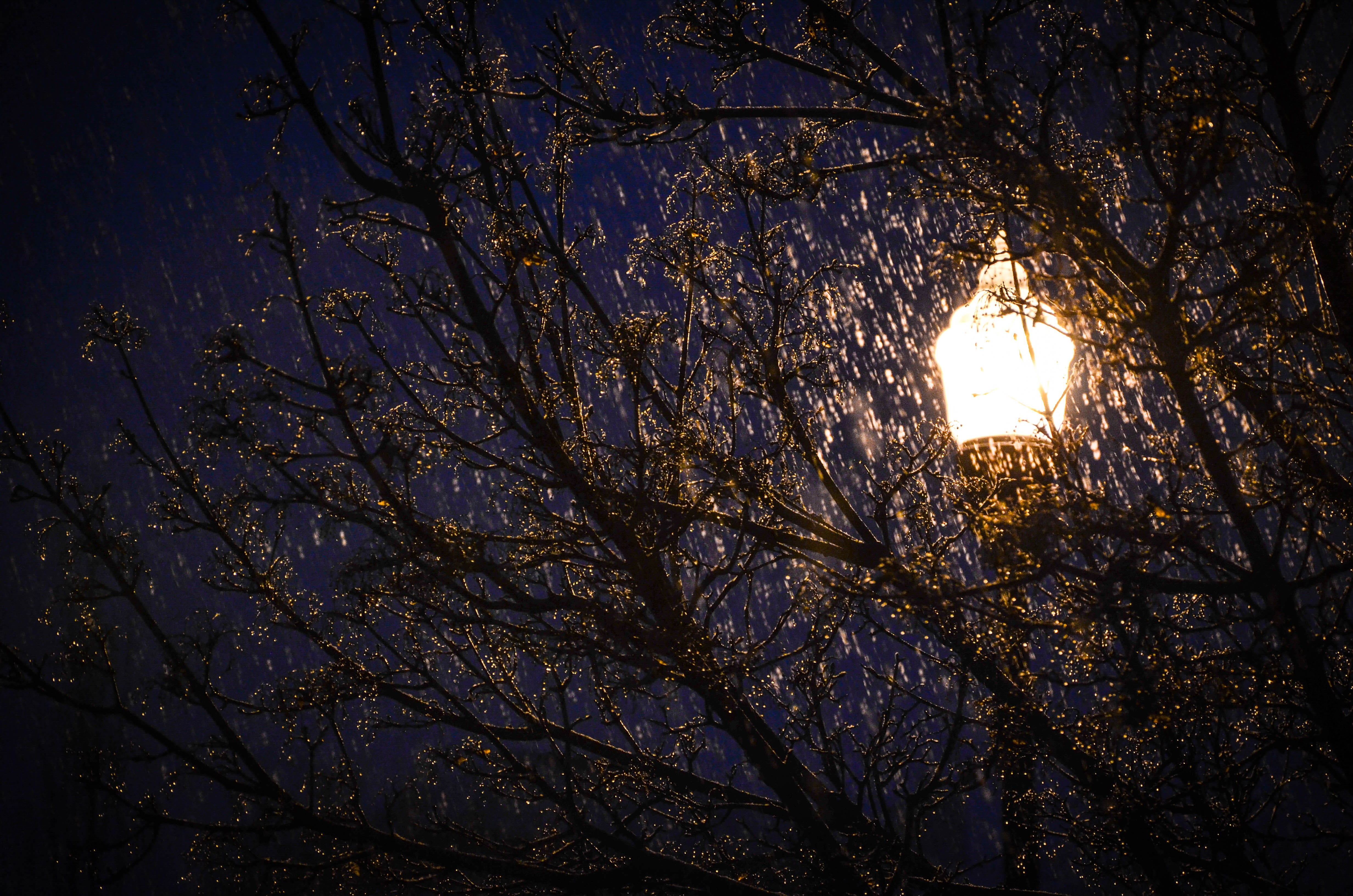 branch, rain, outdoors, tranquility, sleet, winter, snow, no people, plant, sun, blue hour, 4K, nature, low angle view, sunlight, glowing, lighting equipment, HD Wallpaper