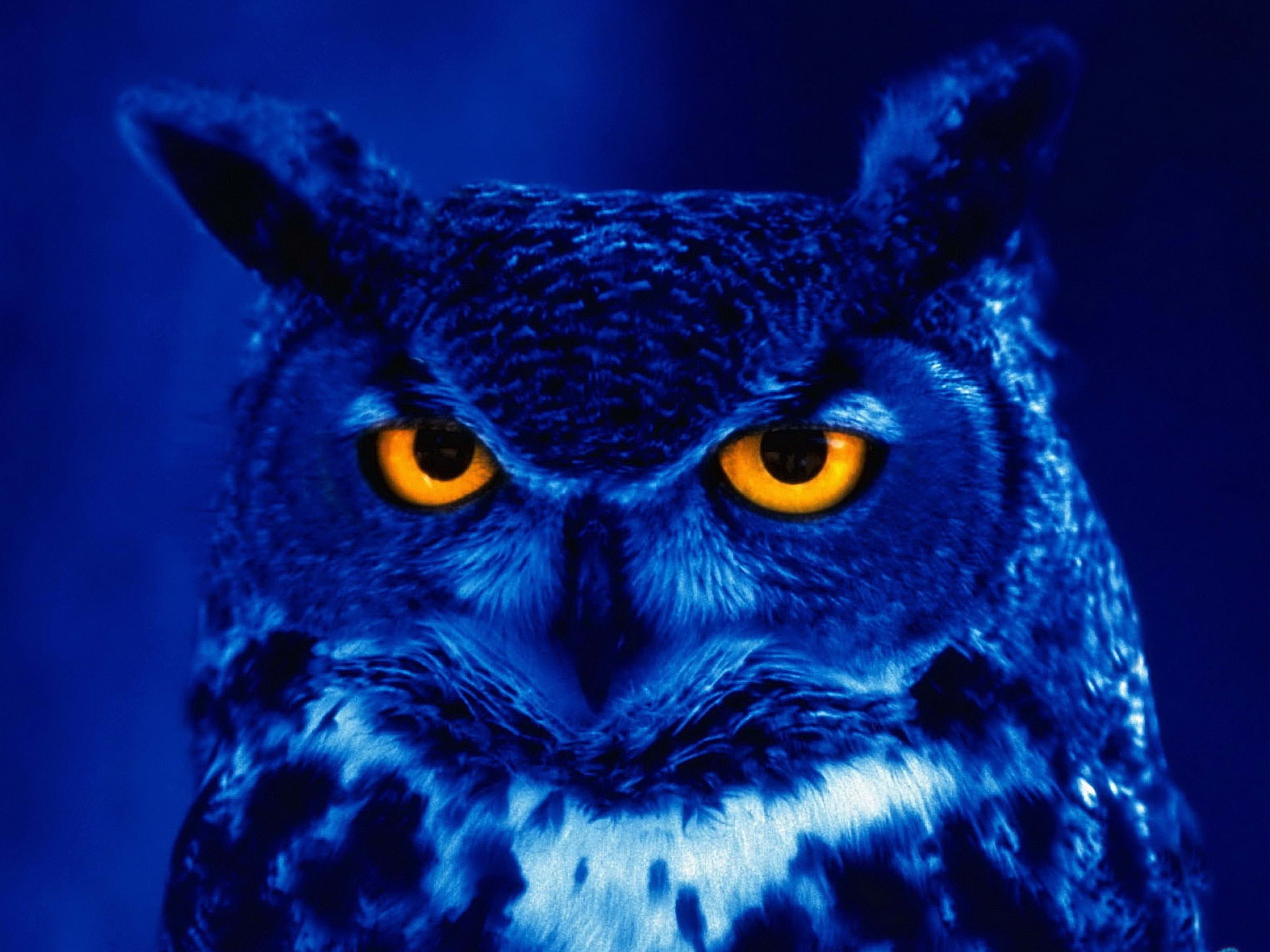 owl, looking, watching, looking at camera, black, 2K, eye, one Animal, close-up, portrait, white, illustration, no People, vertebrate, front view, animals Hunting, HD Wallpaper