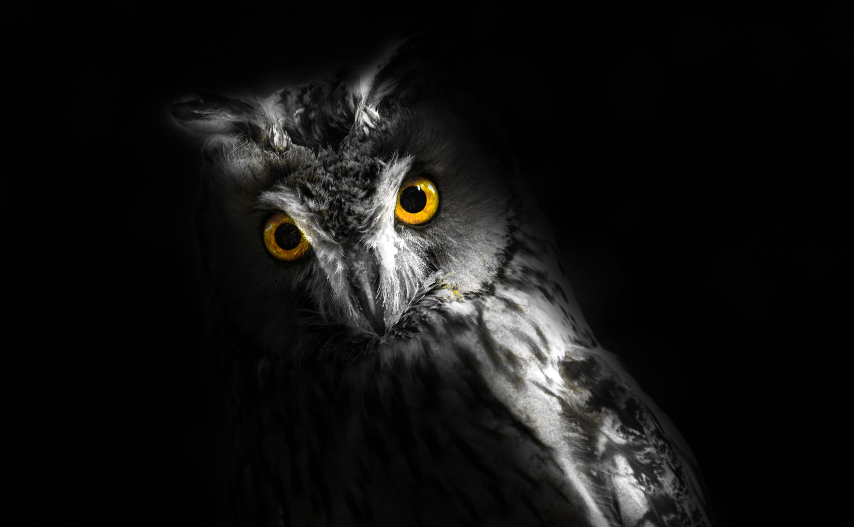 halloween, no people, one animal, owl, eye, bird, black, close-up, portrait, 2K, yellow eyes, yellow, animal themes, vertebrate, animal eye, looking at camera, HD Wallpaper