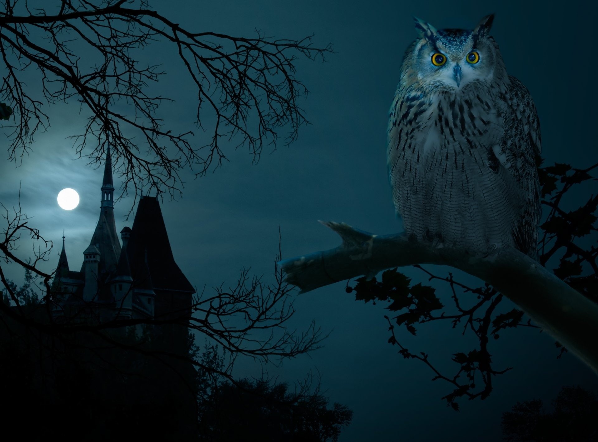 bare tree, animal, Birds, tree, Dark, architecture, Owl, nature, plant, animals in the wild, built structure, no people, branch, Night, animal themes, outdoors, HD Wallpaper