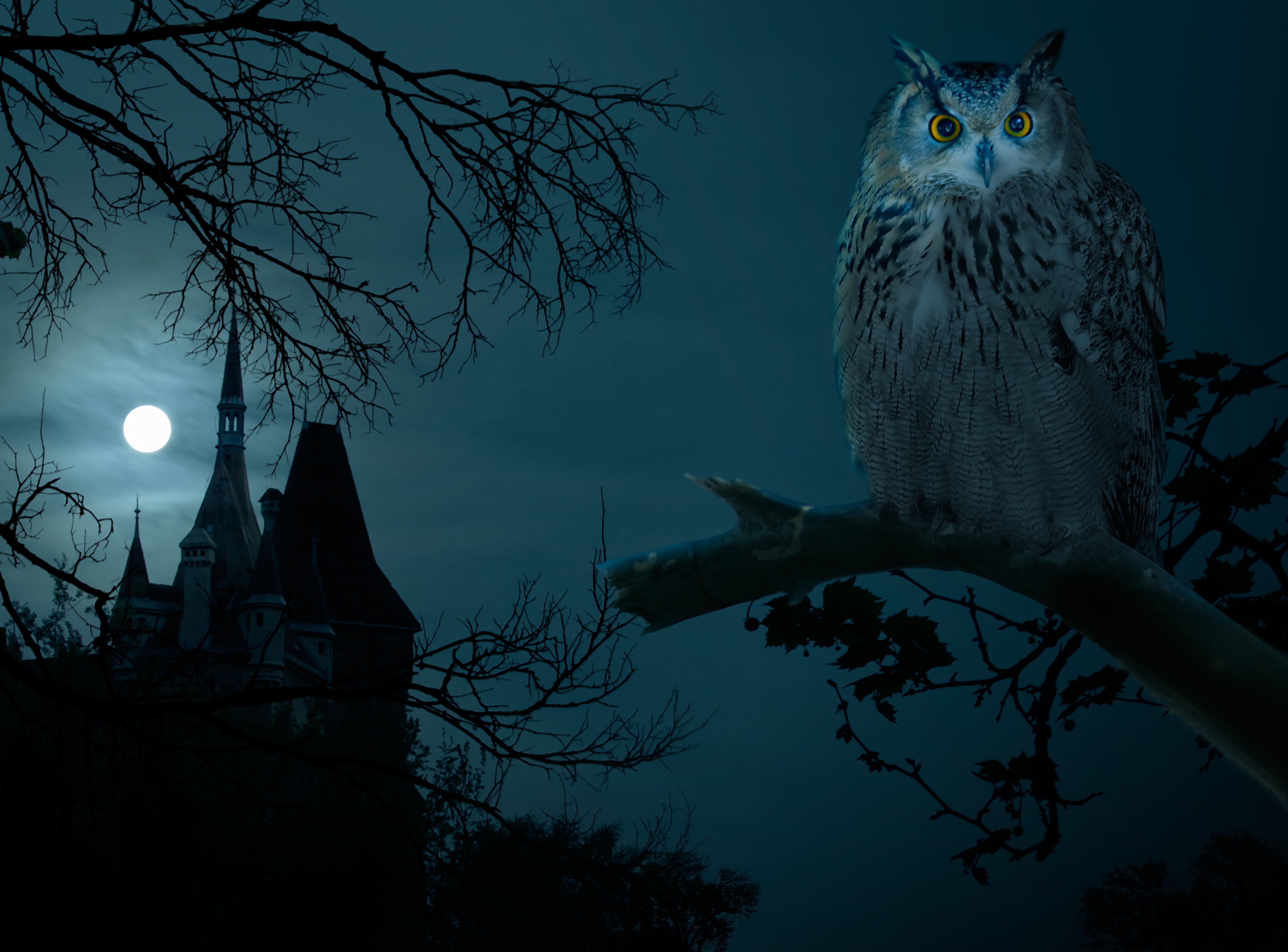 night, the full moon, wildlife, dusk, animal themes, moonlight, tree, 5K, sky, castle, black Color, building exterior, moon, vertebrate, dark, plant, painting, HD Wallpaper
