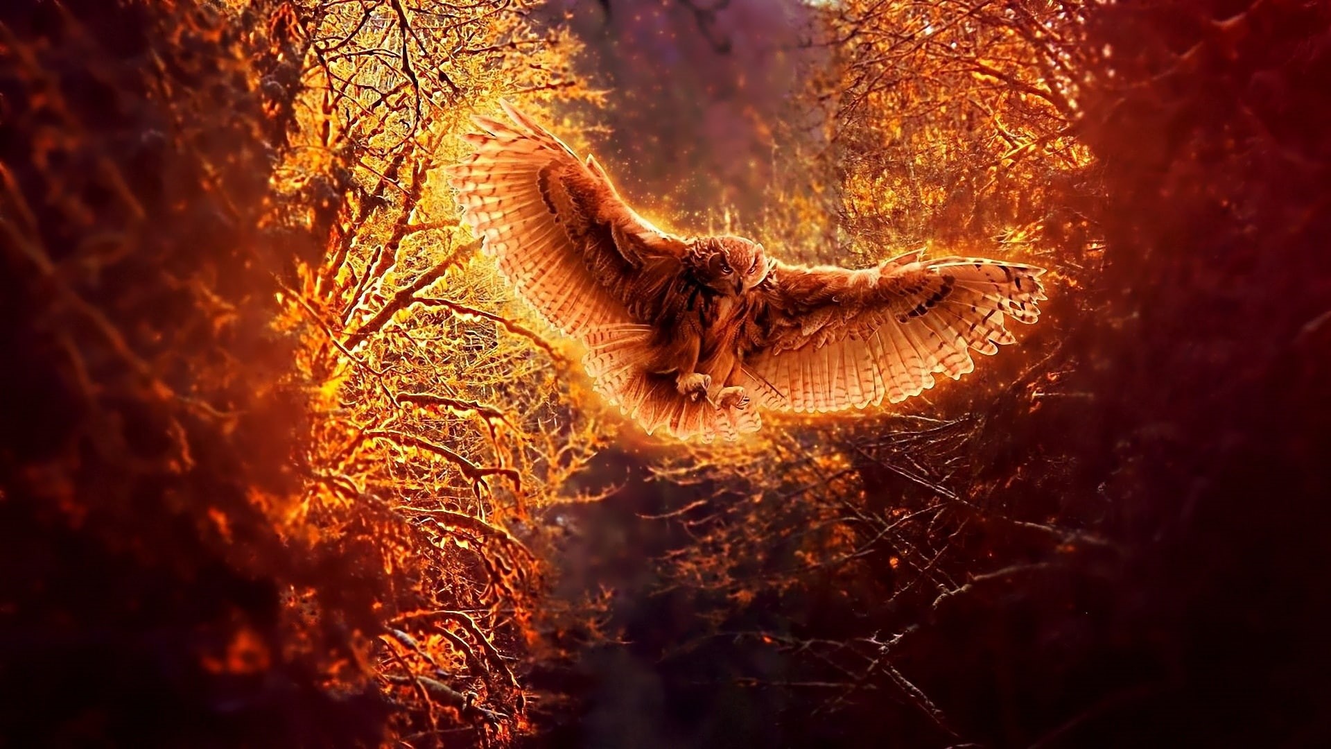 Owl, flying, Forest, Night, 1080P, Flight, orange, brown, HD Wallpaper