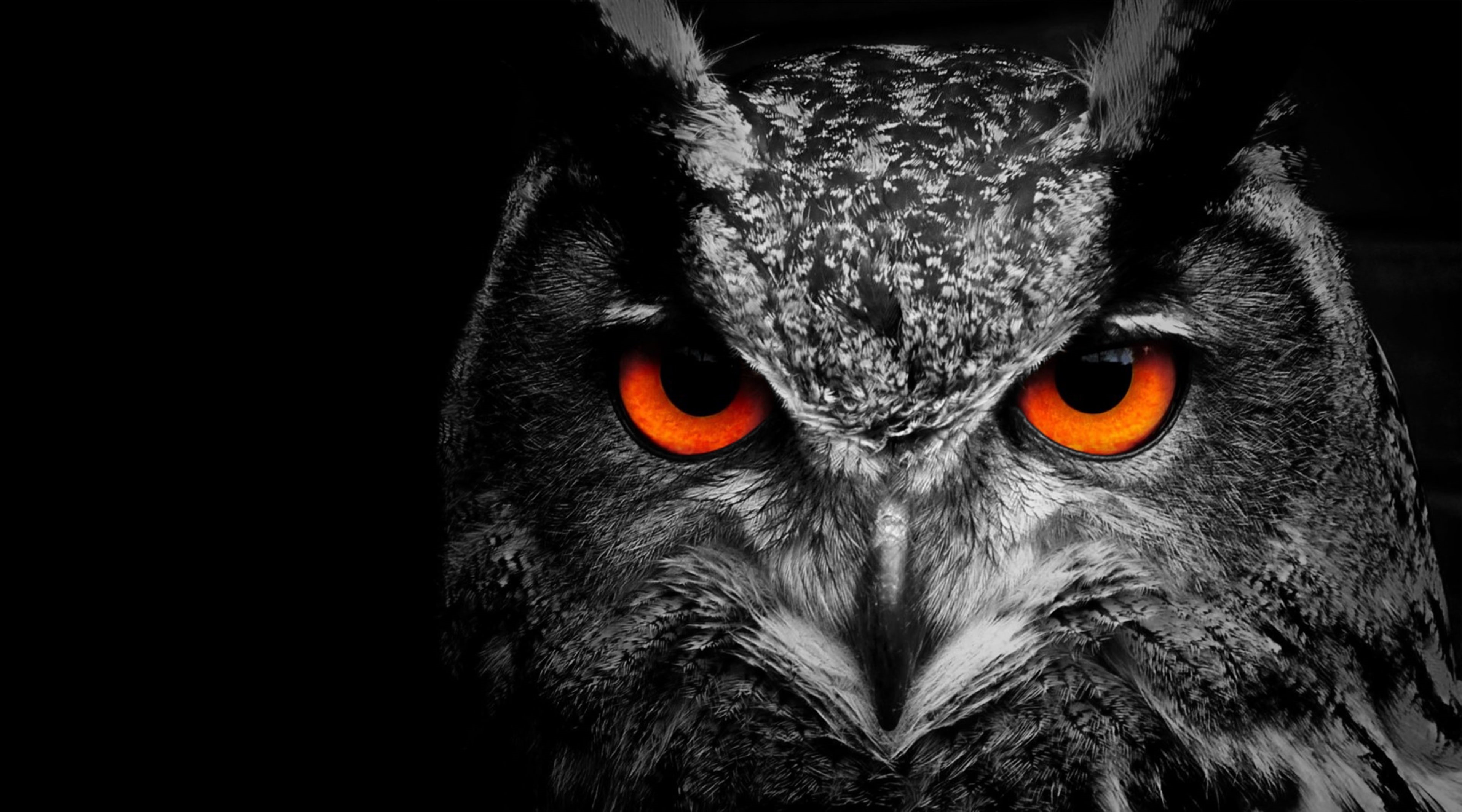 animal body part, portrait, 4K, owl, no people, studio shot, night, bird of prey, one animal, animal themes, Black, animal wildlife, animal head, eye, HD Wallpaper