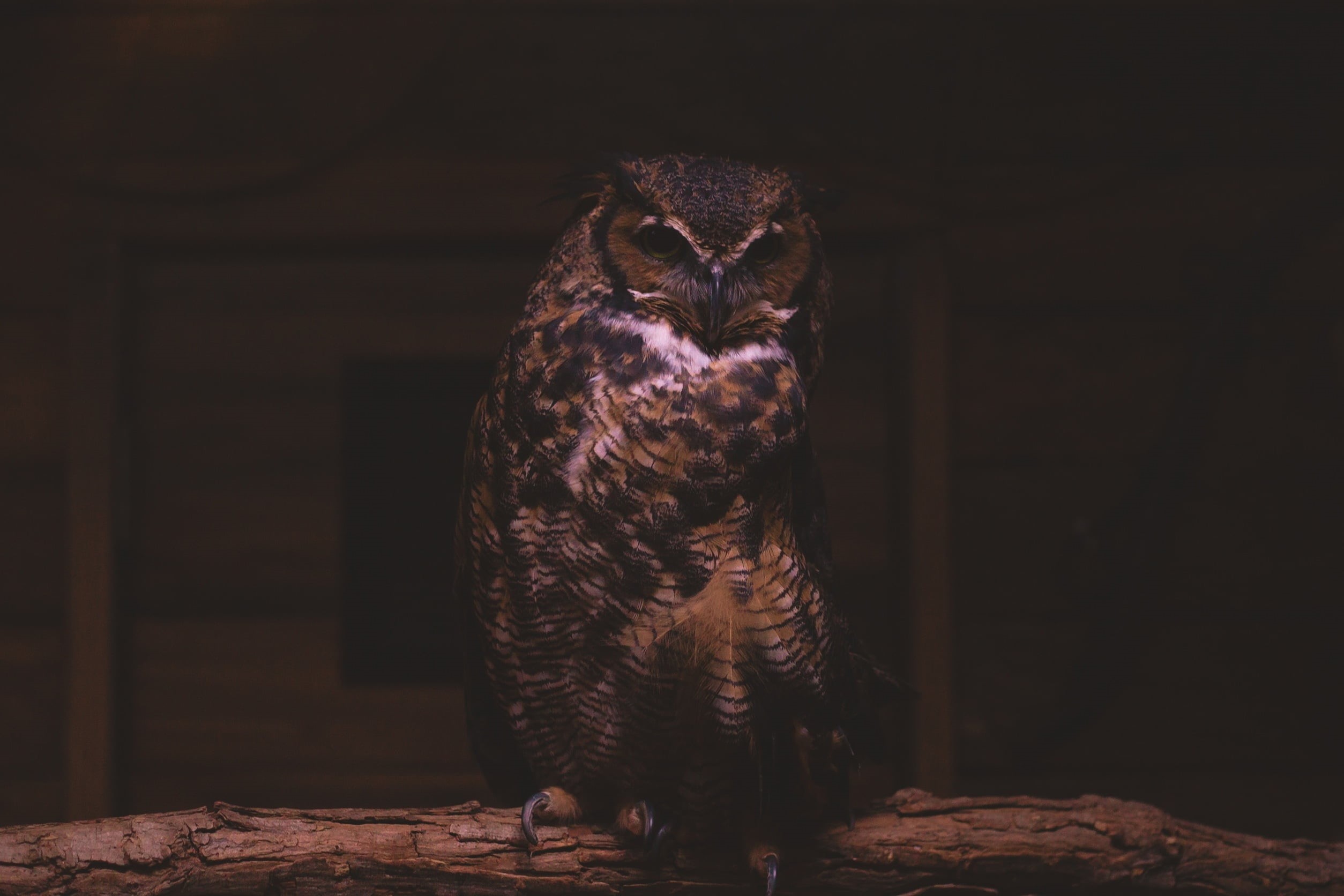 portrait, feather, wood - material, nature, beak, animal wildlife, animals In The Wild, full length, animal, black Color, sitting, 1080P, carnivore, indoors, HD Wallpaper