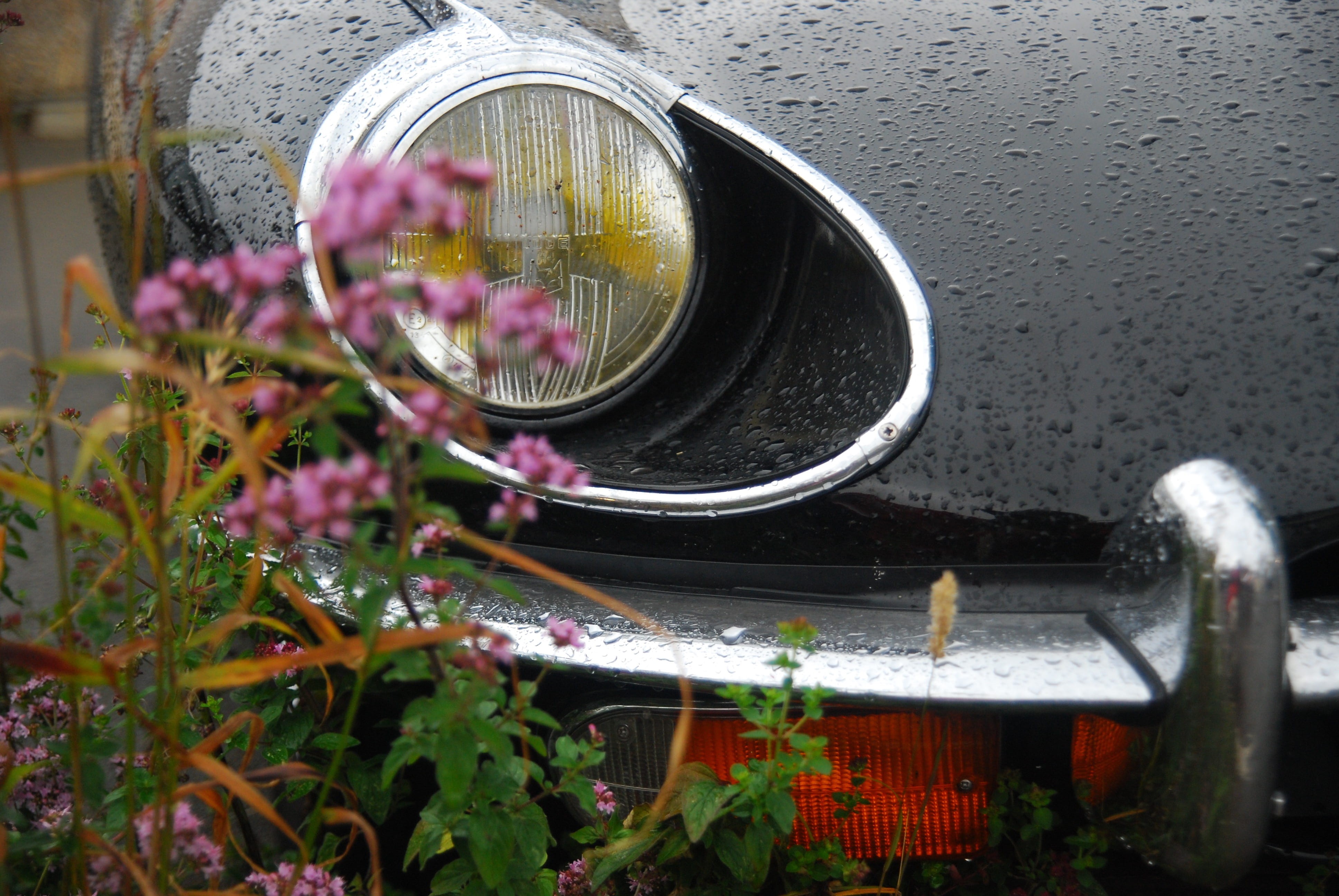 freshness, flowers, pink, selective focus, glass - material, sleek, day, flower, metal, outdoors, headlamp, water, rain, car, classic, close-up, vehicle, HD Wallpaper