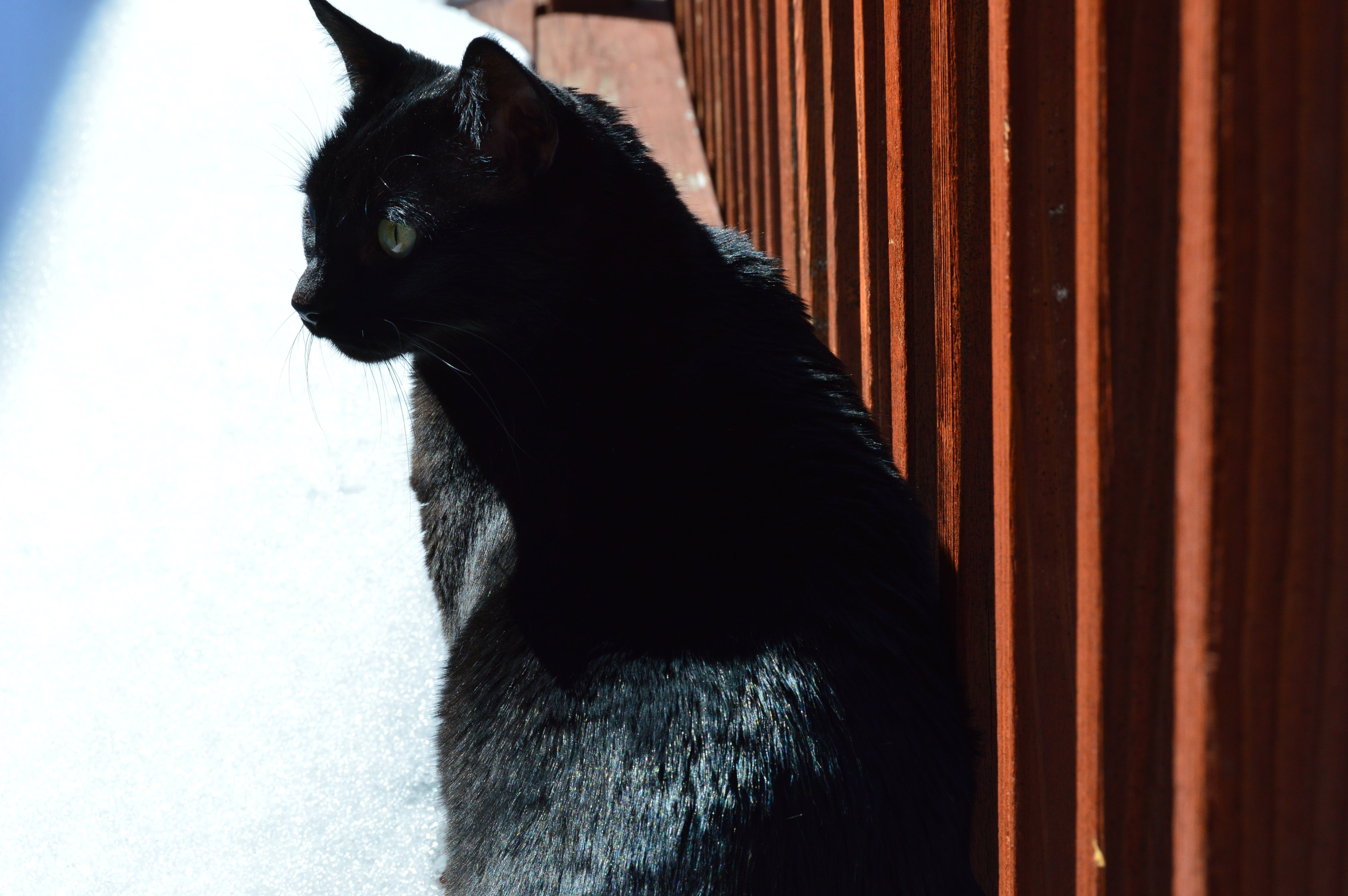 looking, animal themes, wood, black, black color, curtain, animal, profile, pet, one animal, black cat, cat, animal head, mammal, whisker, animal eye, feline, HD Wallpaper