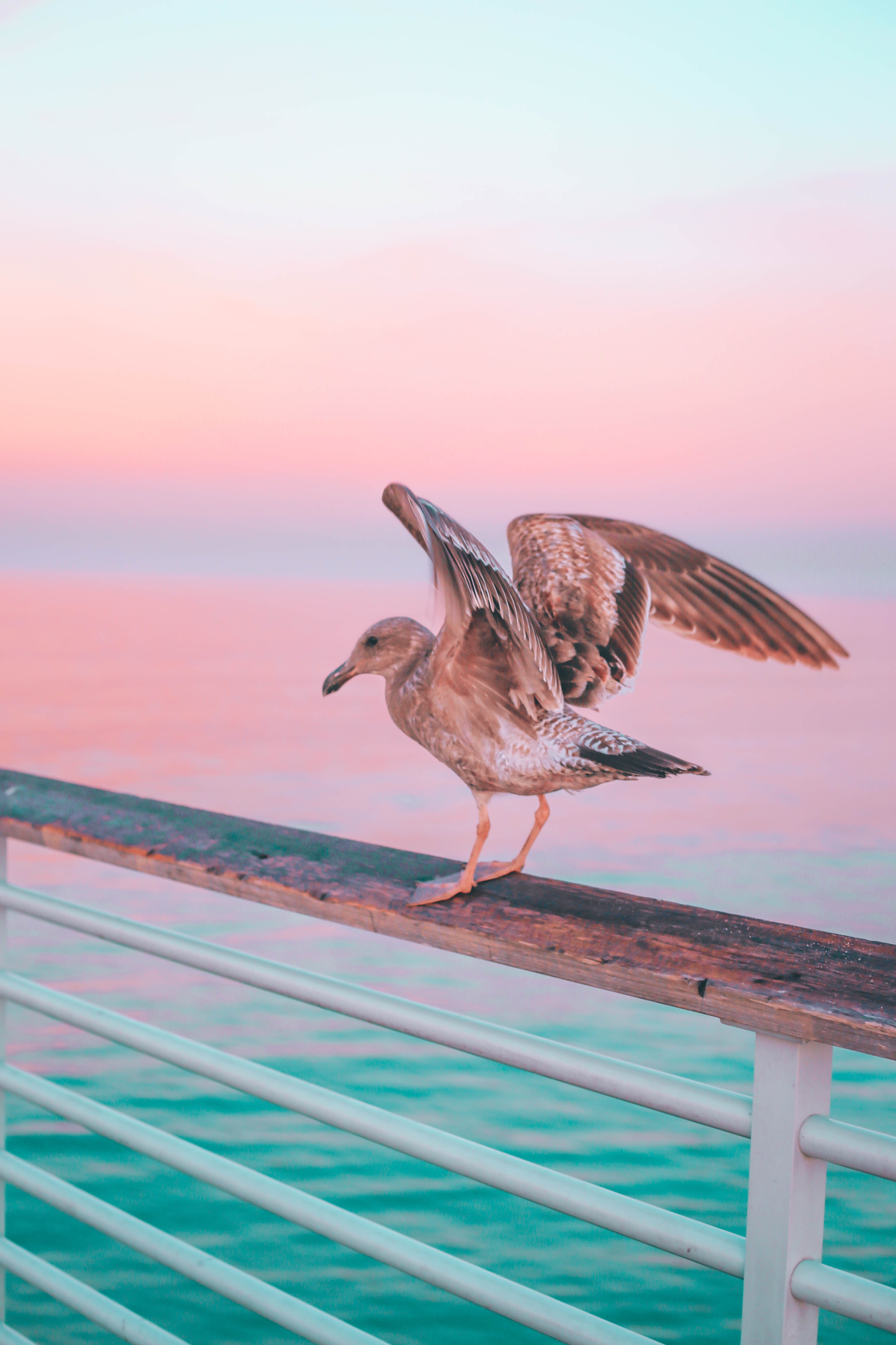 wood - material, nature, animals in the wild, rails, no people, sky, white, perching, seagull, animal wildlife, wooden, sea, animal, handrail, hand, animal themes, Phone HD Wallpaper