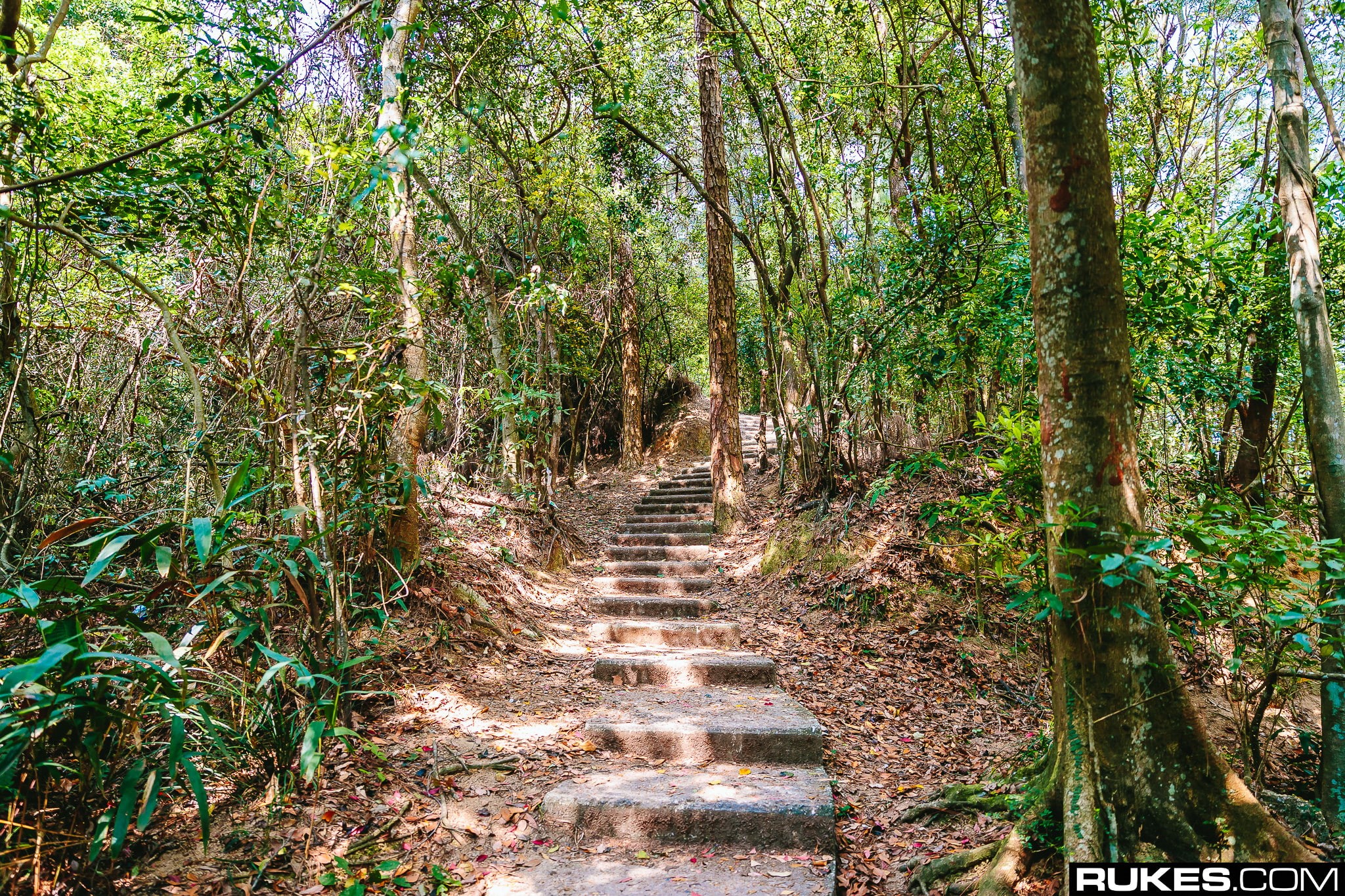 no people, tree, Rukes, Hong Kong, diminishing perspective, forest, scenics - nature, day, photography, woodland, stairway, direction, 1080P, the way forward, HD Wallpaper