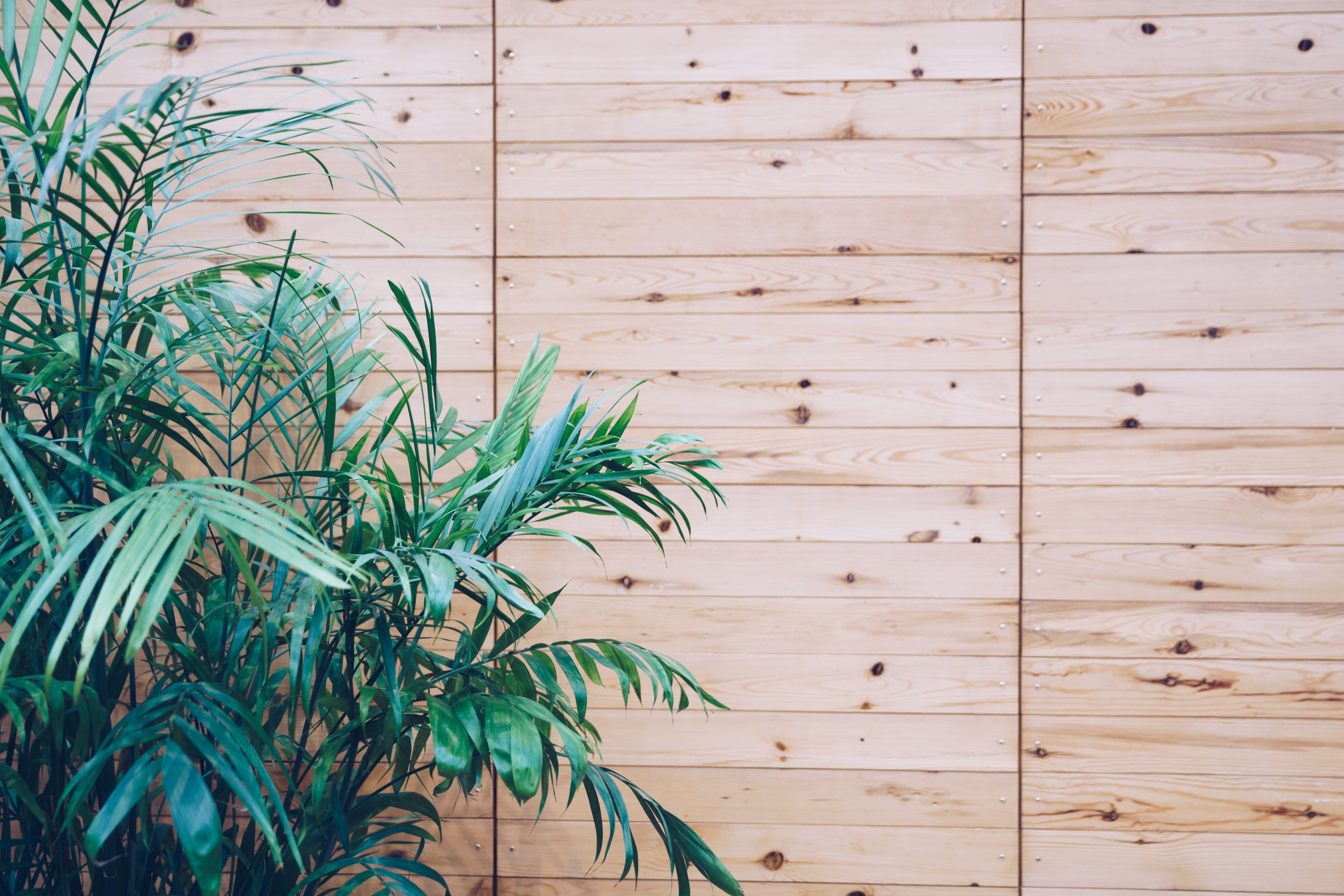 house, nature, Walls, plant part, Plants, built structure, wood - material, day, wall - building feature, tree, slat, outdoors, 4K, green color, palm leaf, HD Wallpaper