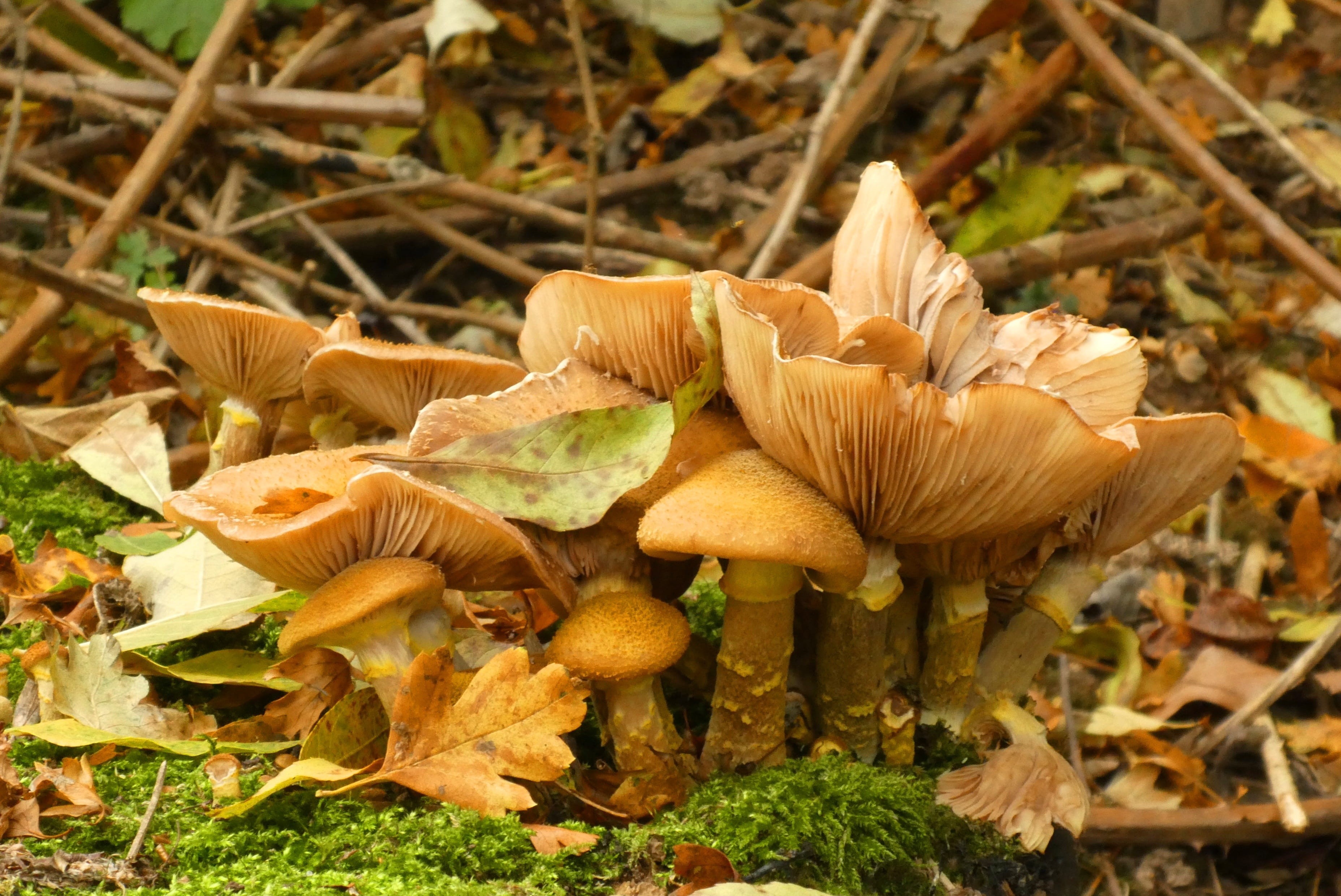 forest, fragility, food, growth, moist, beauty in nature, nature, toadstool, focus on foreground, no people, food and drink, day, freshness, slats, field, HD Wallpaper