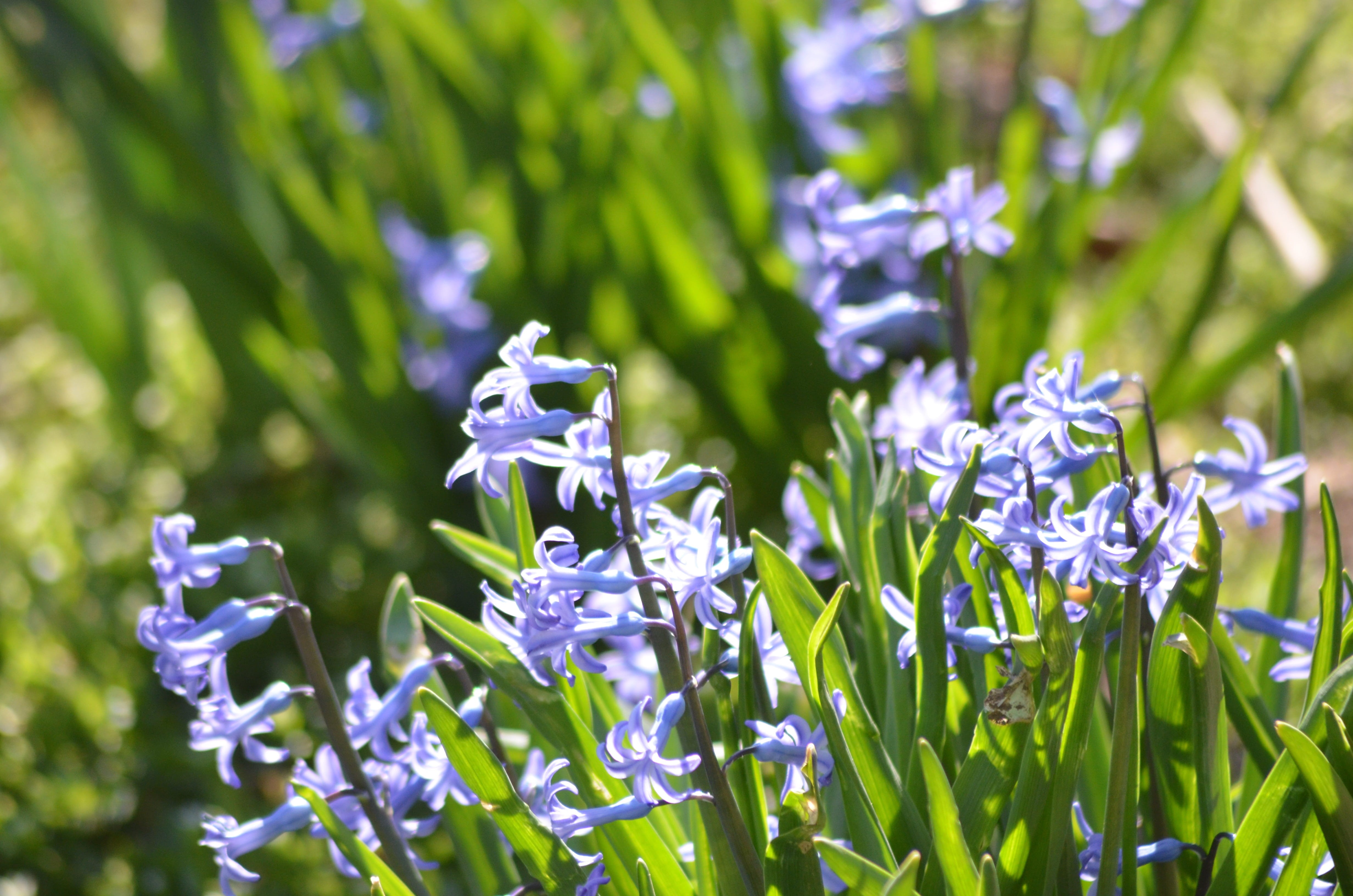 flowers, beauty, freshness, flowering plant, purple, day, outdoors, no people, supplies, focus on foreground, flora, inflorescence, beauty in nature, 4K, HD Wallpaper