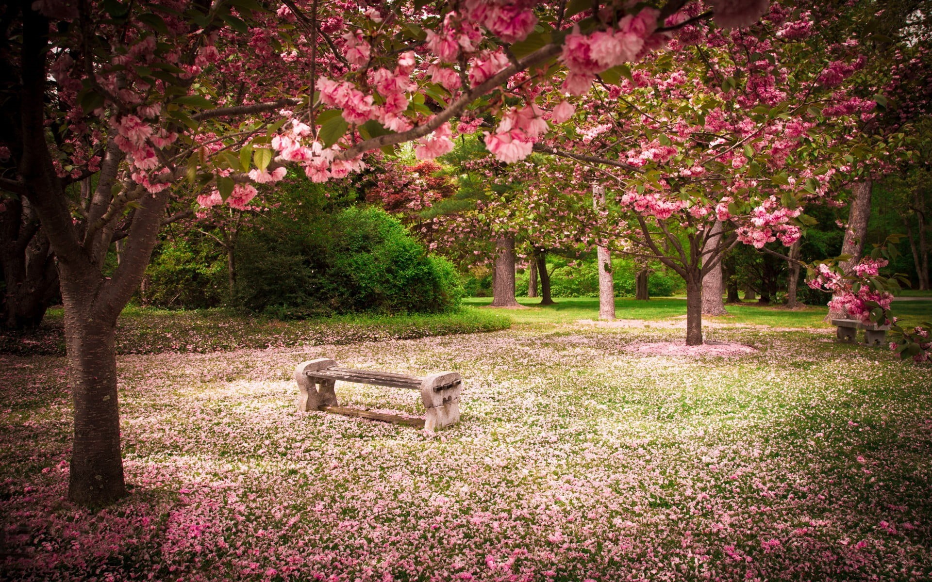 plant, freshness, cherry blossom, cherry tree, pink color, trees, no people, park, nature, 1080P, tree, outdoors, day, blossom, springtime, park bench, HD Wallpaper