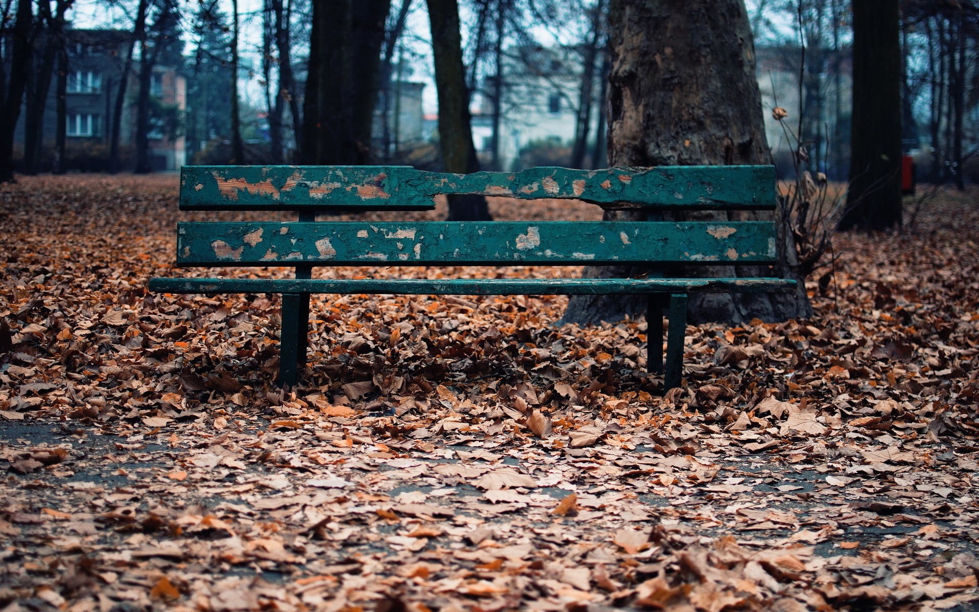 woodland, park - man made space, park bench, tranquility, land, change, metal, no people, green, leaves, plant part, bench, falling, autumn, outdoors, fall, HD Wallpaper